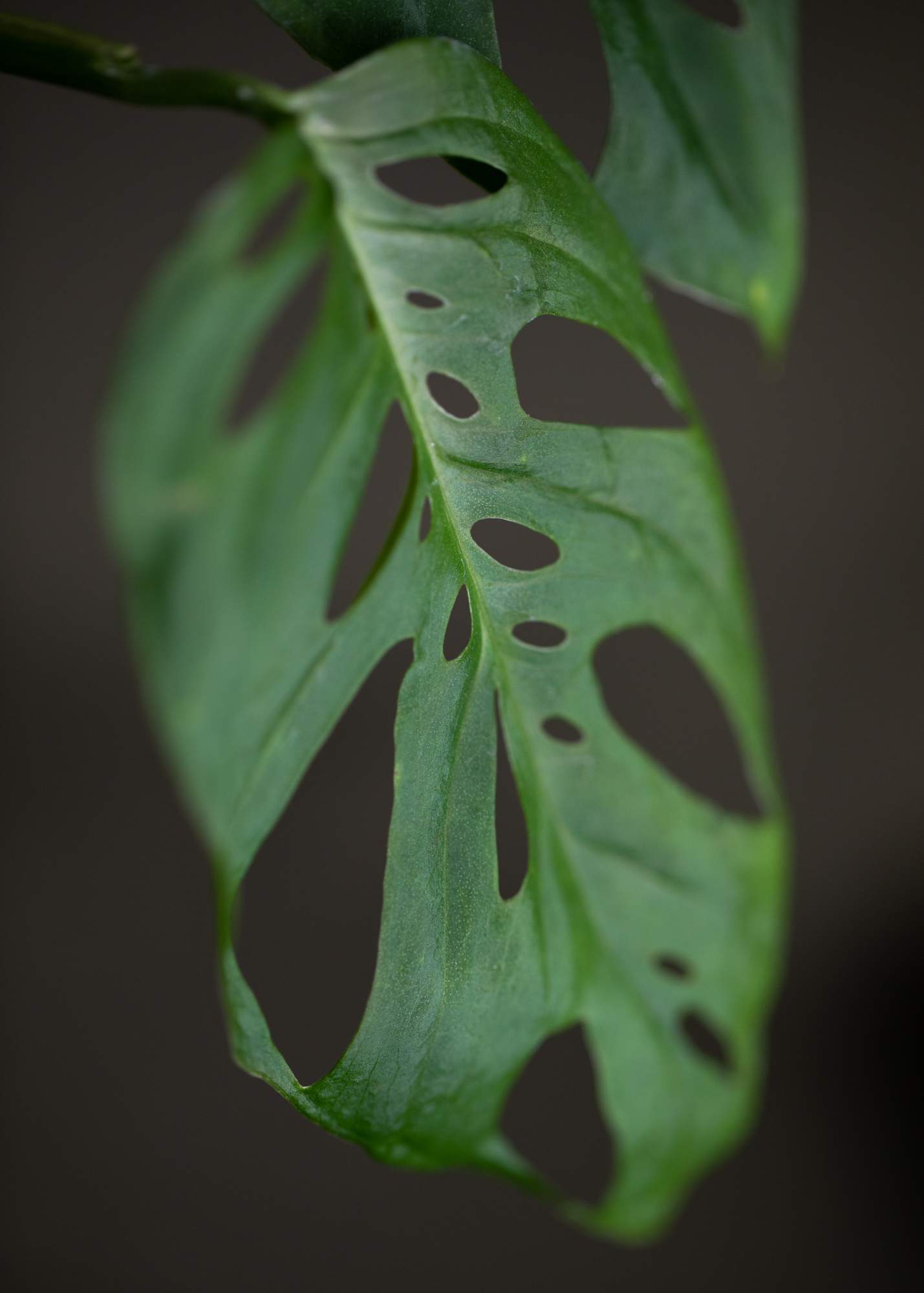 Monstera Adansonii Bolivia