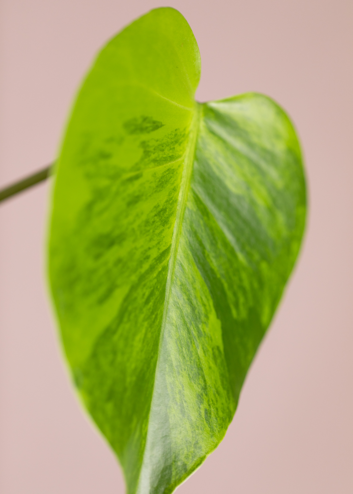 Monstera Deliciosa Aurea (large form yellow variegated)