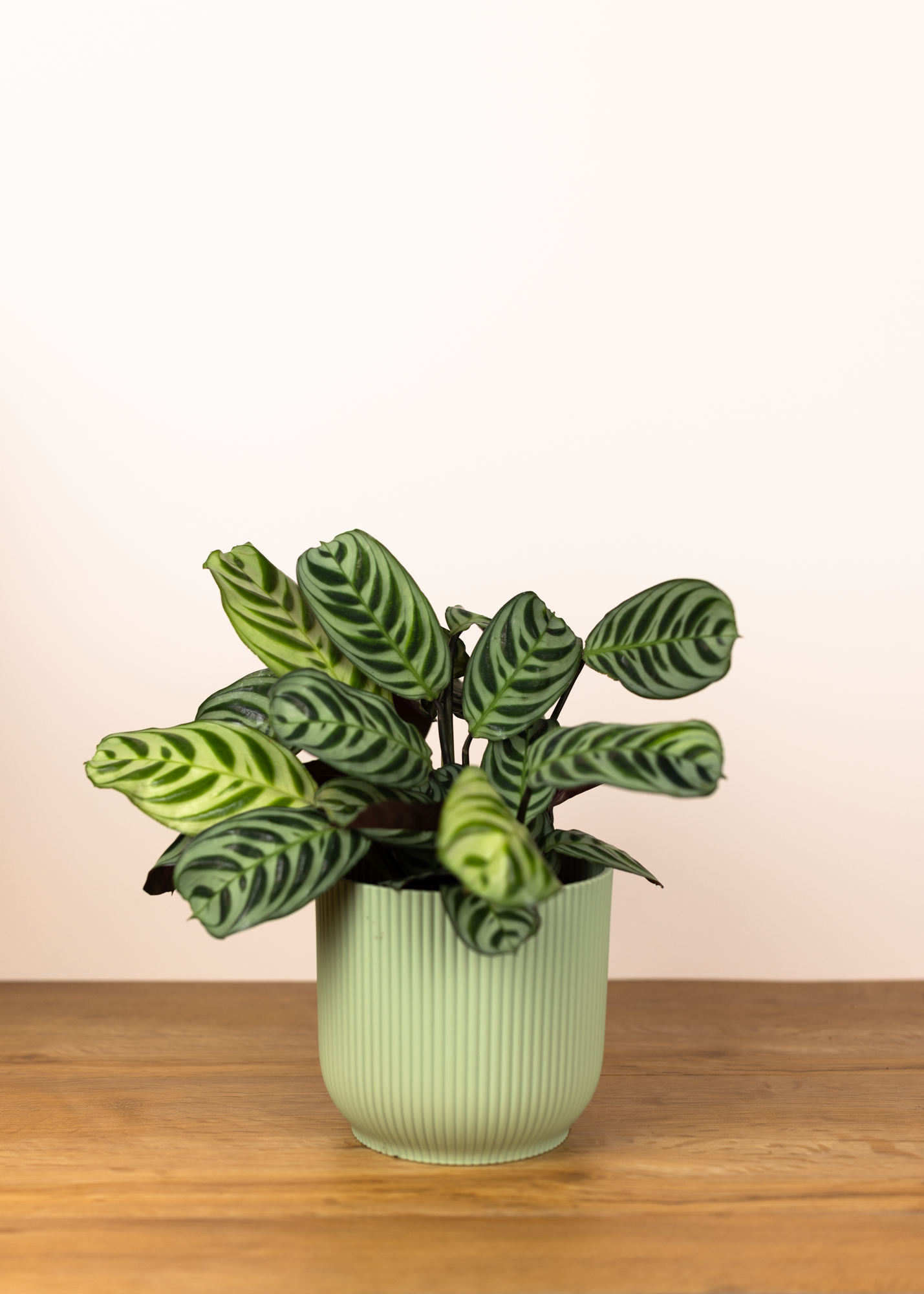 Ctenanthe Burle Marxii Amabilis M