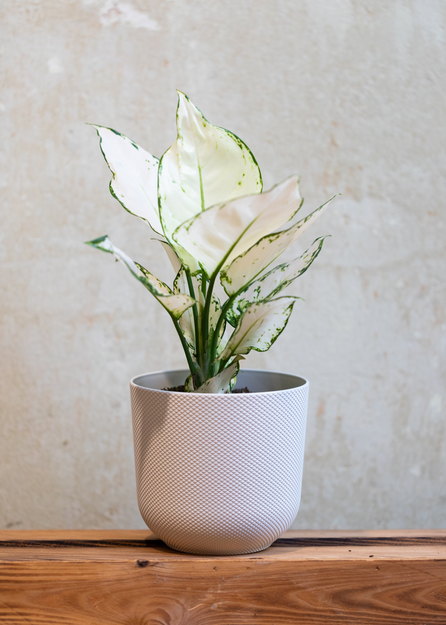 Aglaonema anyamanee super white