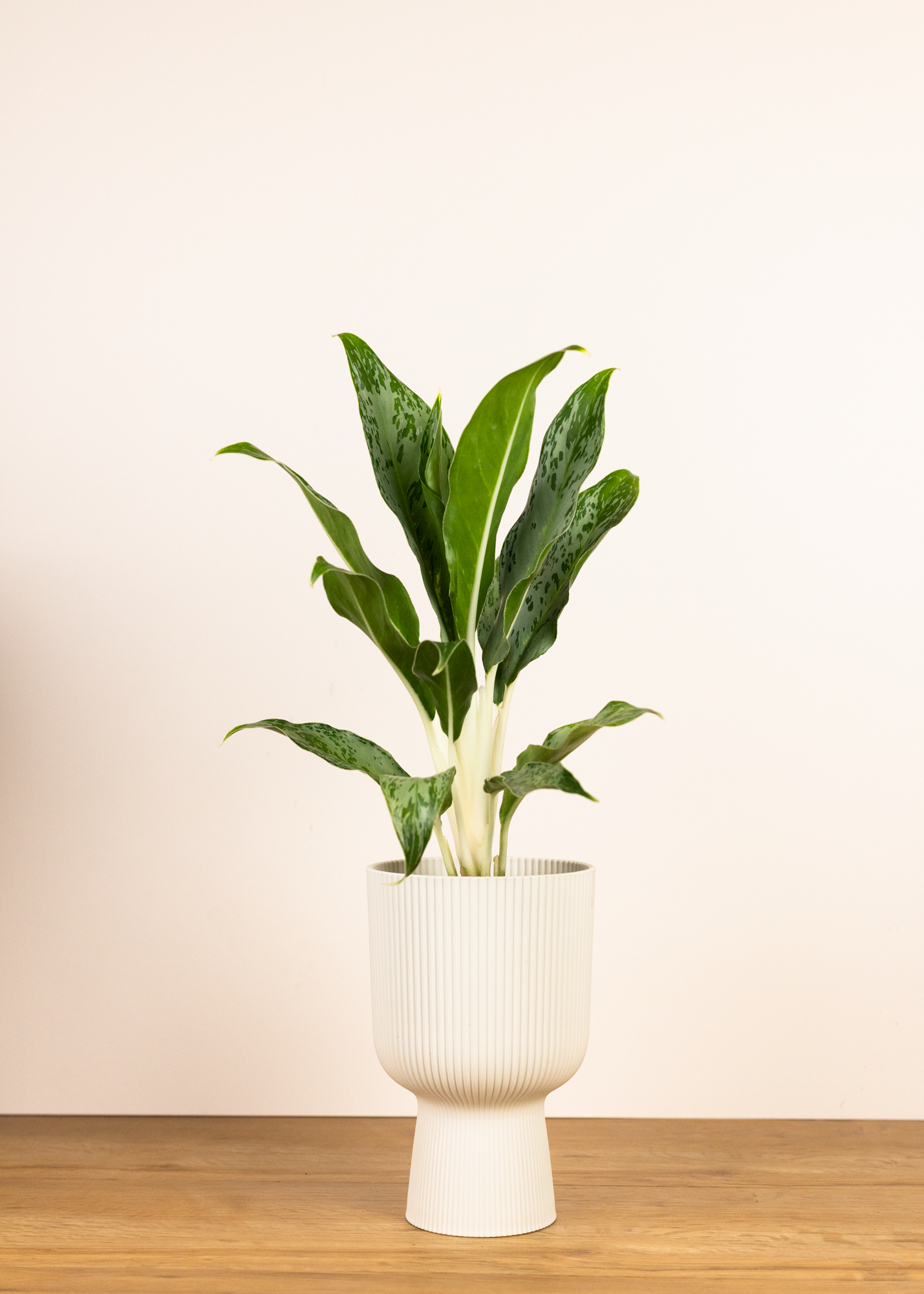 Aglaonema grey seal