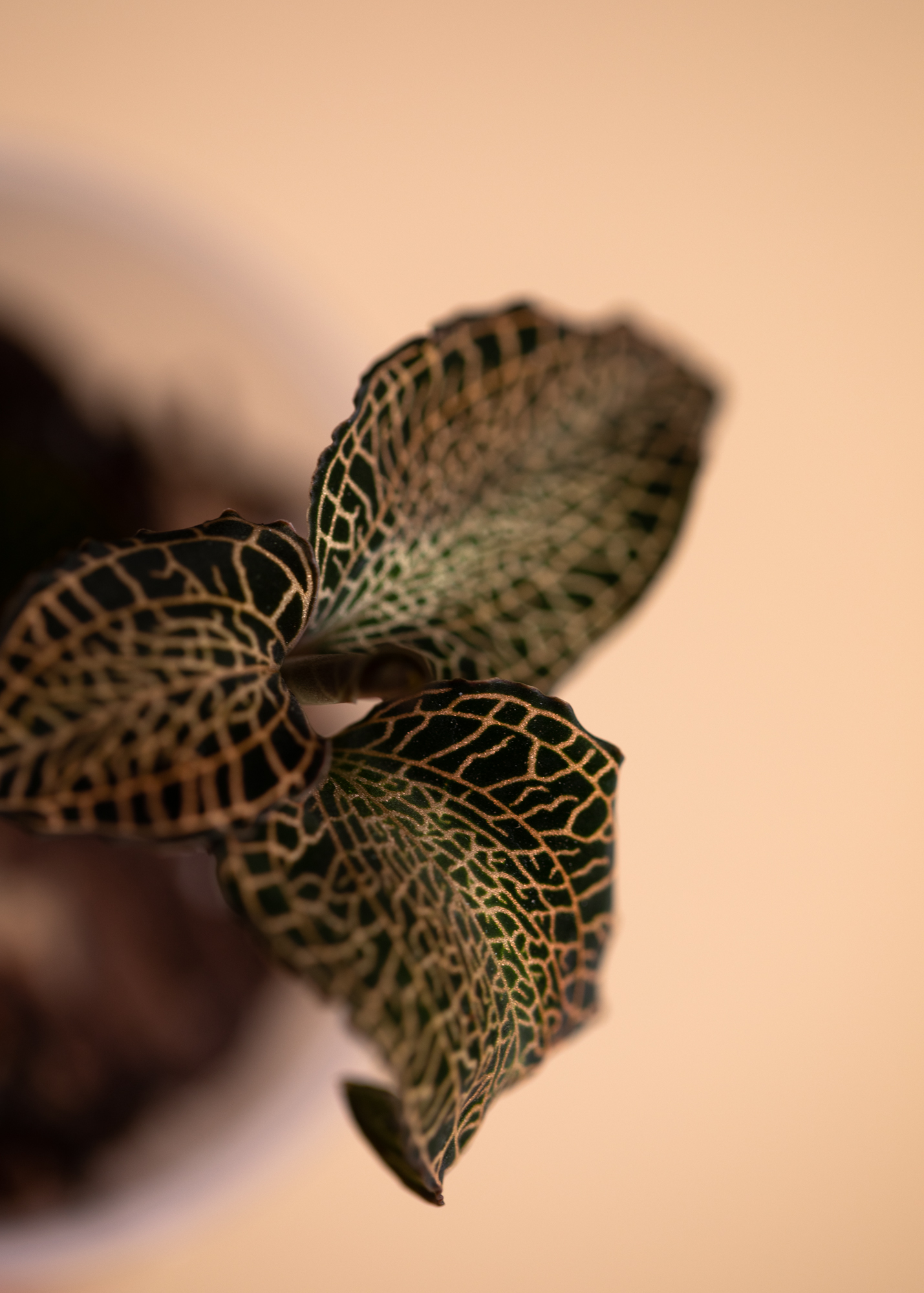 Anoectochilus Roxburghii