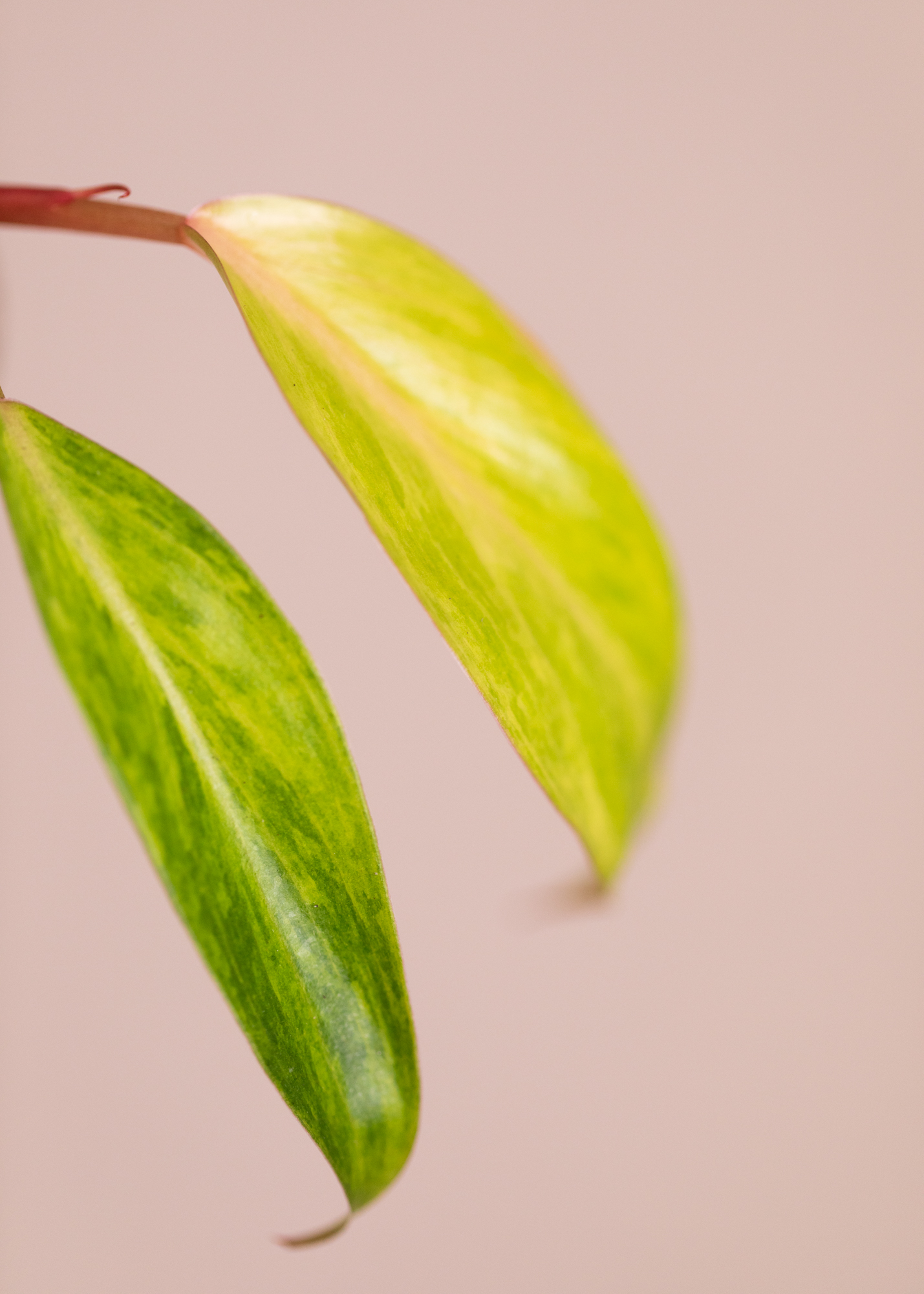 Philodendron Painted Lady 