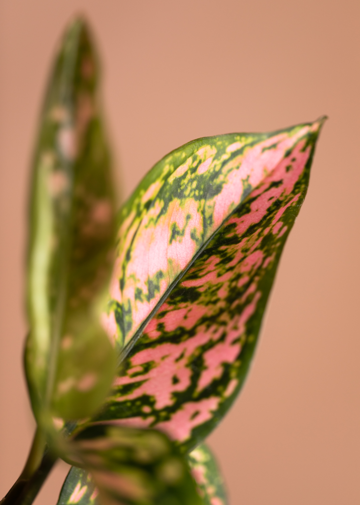 Aglaonema Pink Splash S