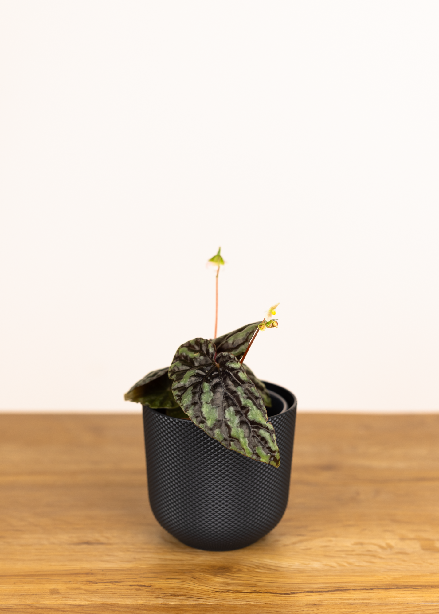 Begonia variabilis