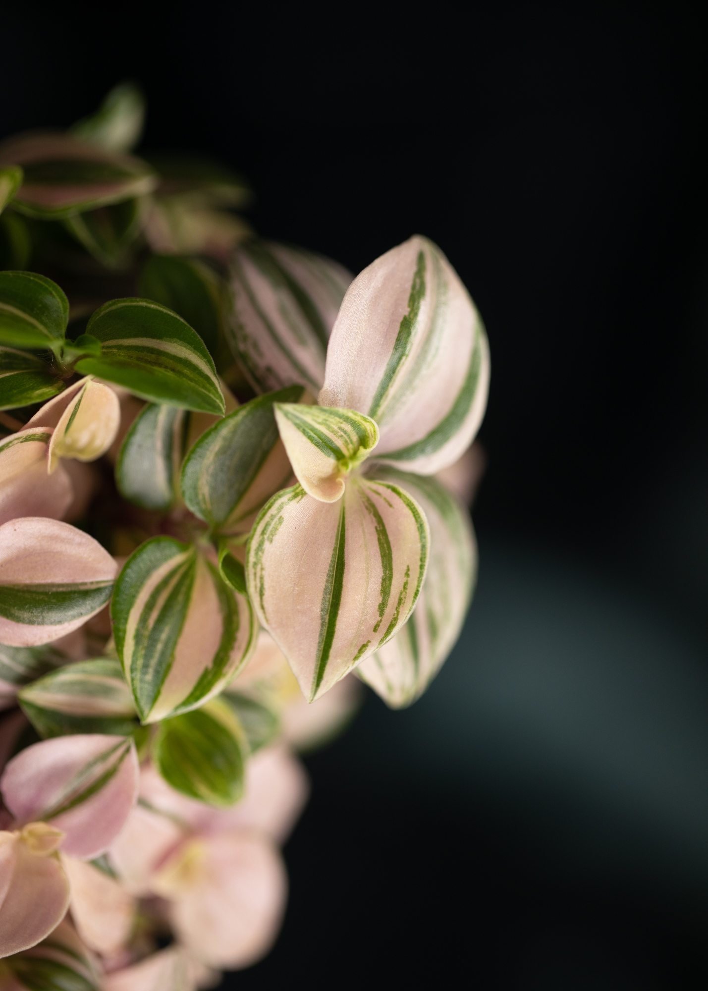 Callisia Repens Bianca Callisia Repens Bianca