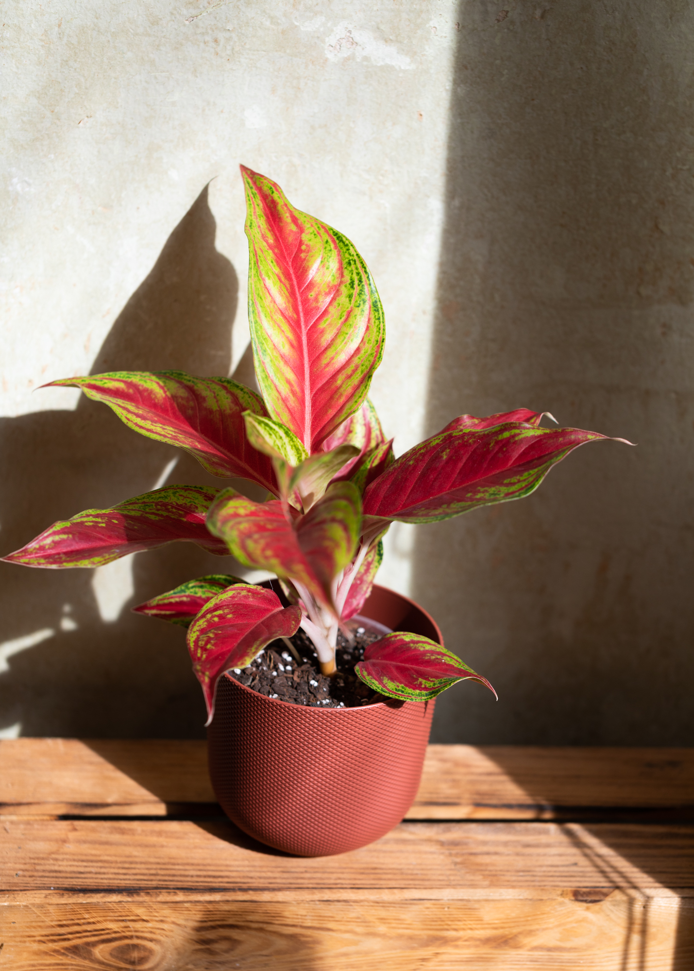 Aglaonema eyecatcher red