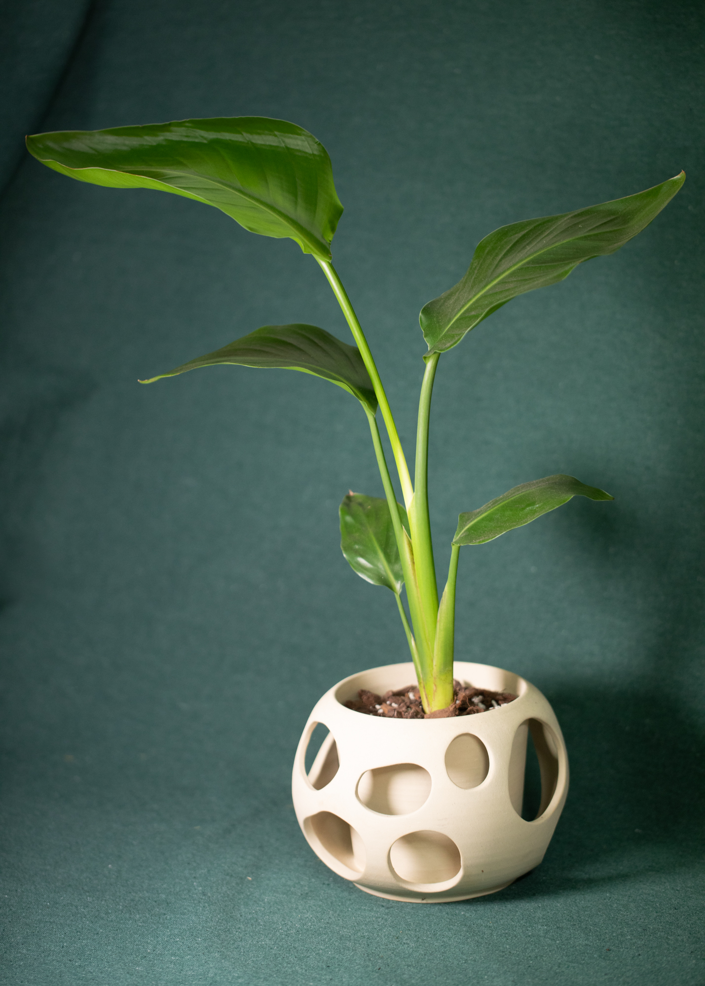 Cutouts planter Cutouts planter