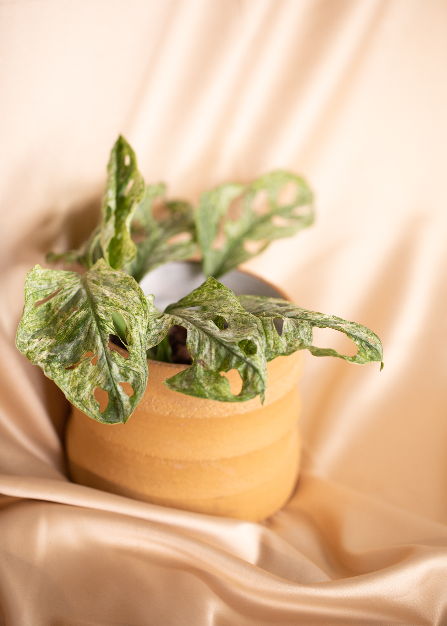Monstera Adansonii Mint Monstera Adansonii Mint