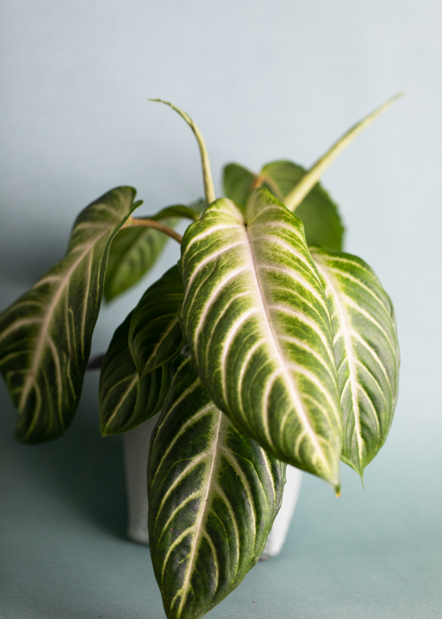 Xanthosoma Lindenii