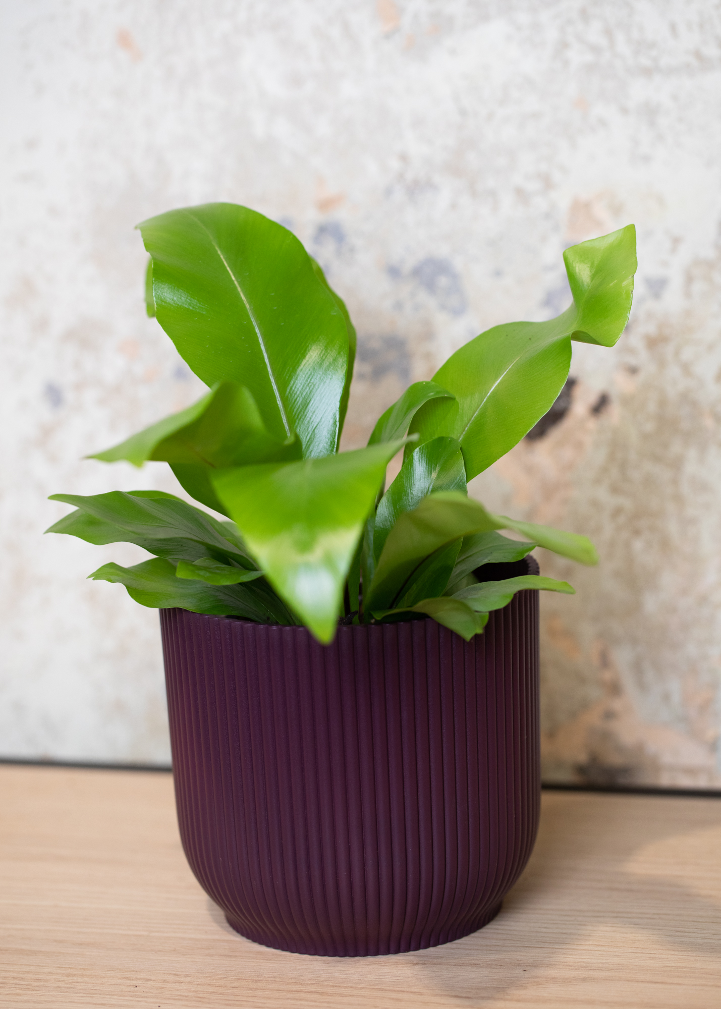 Asplenium Nidus 
