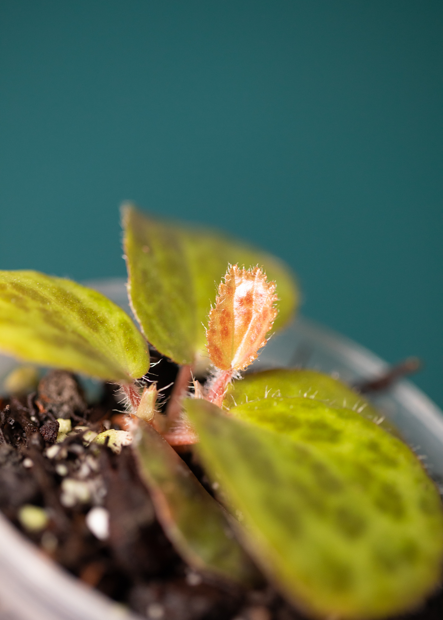 Begonia Blancii Mottled