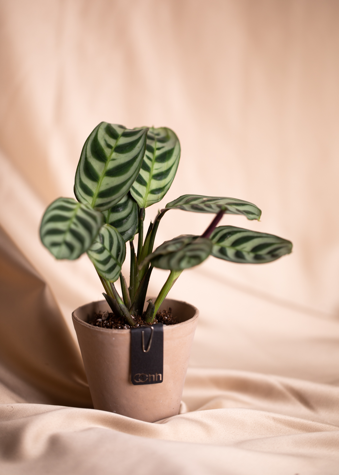 Ctenanthe Burle Marxii Amabilis
