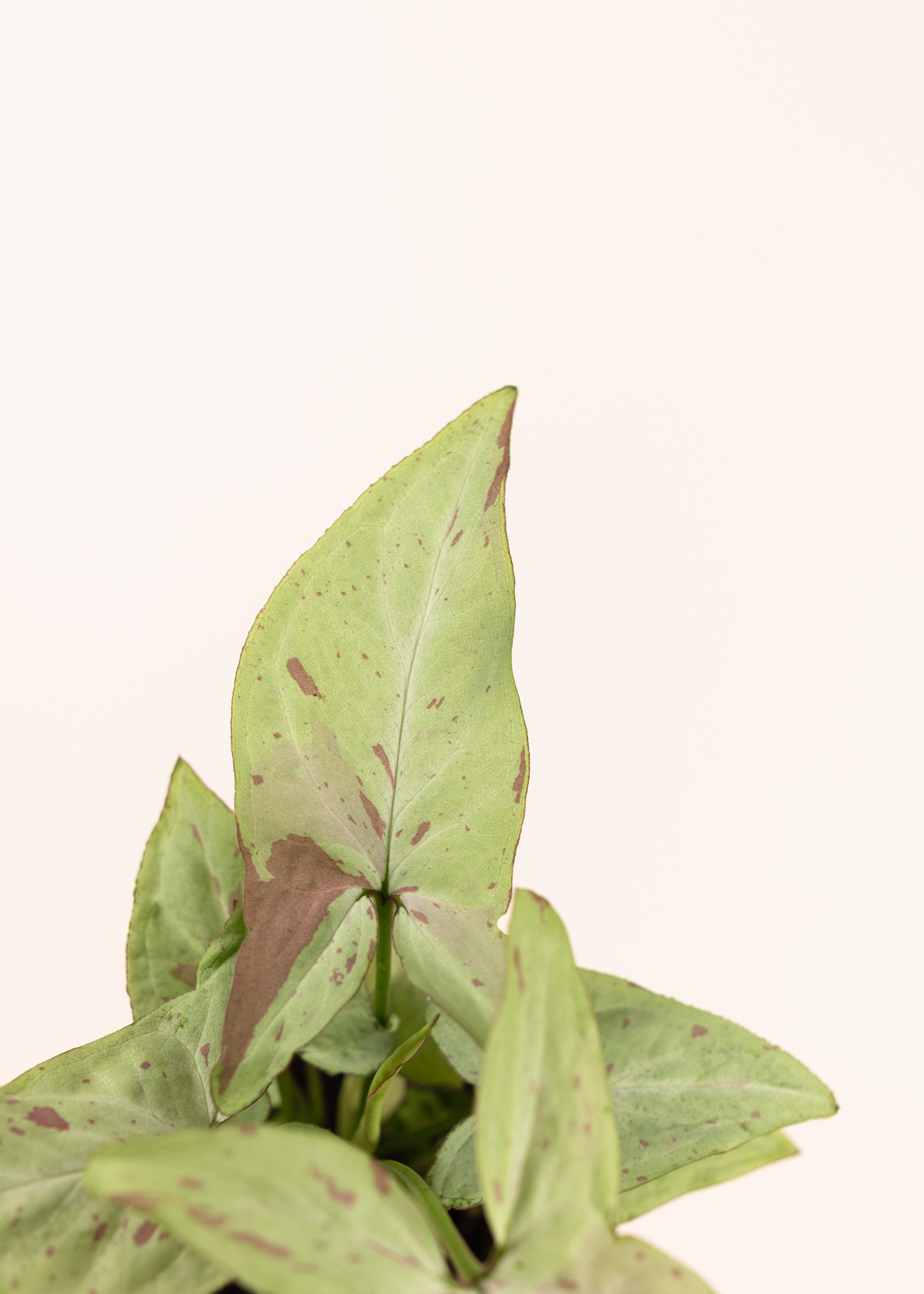 Syngonium strawberry milk 