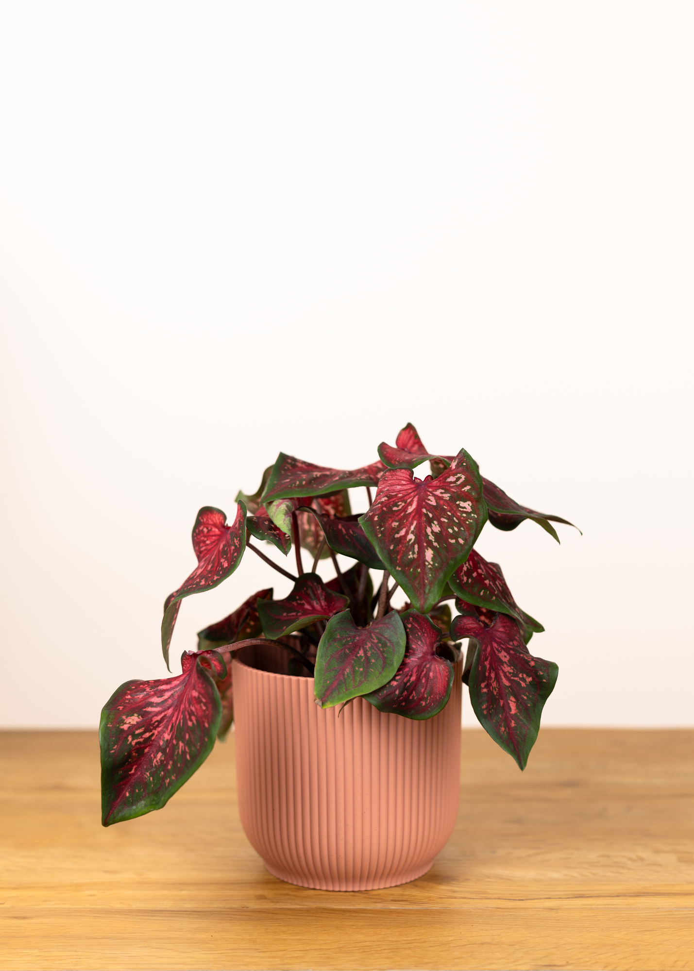 Caladium pink panther