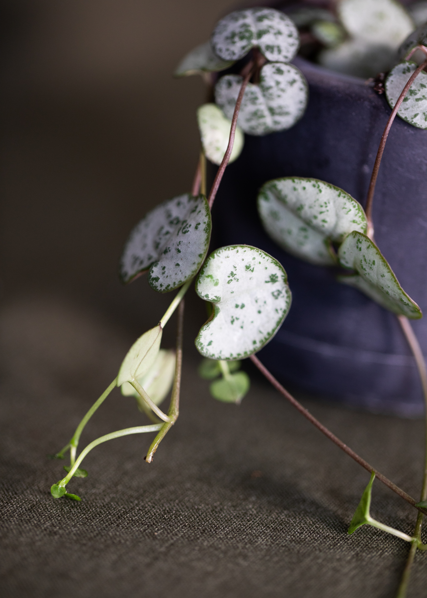 Ceropegia Woodii 'Silver Glory' Ceropegia Woodii 'Silver Glory'