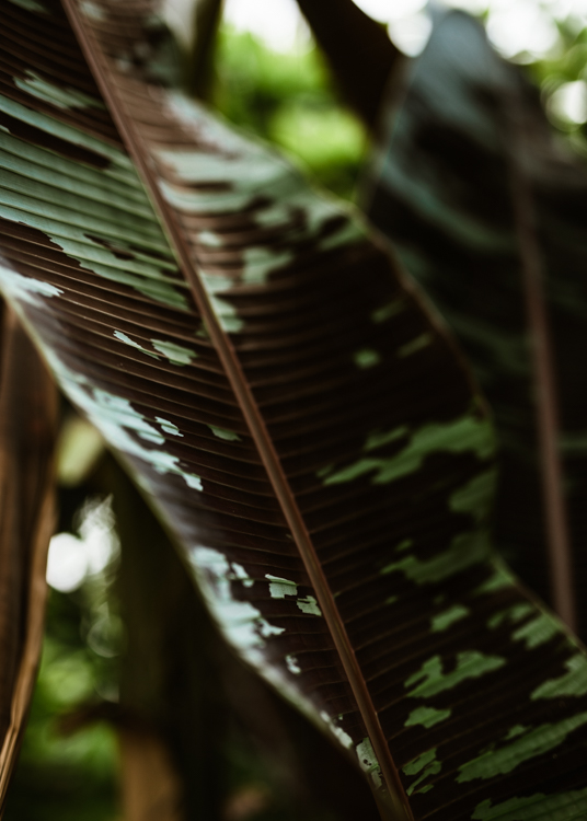 Musa Acuminata subsp. Zebrina
