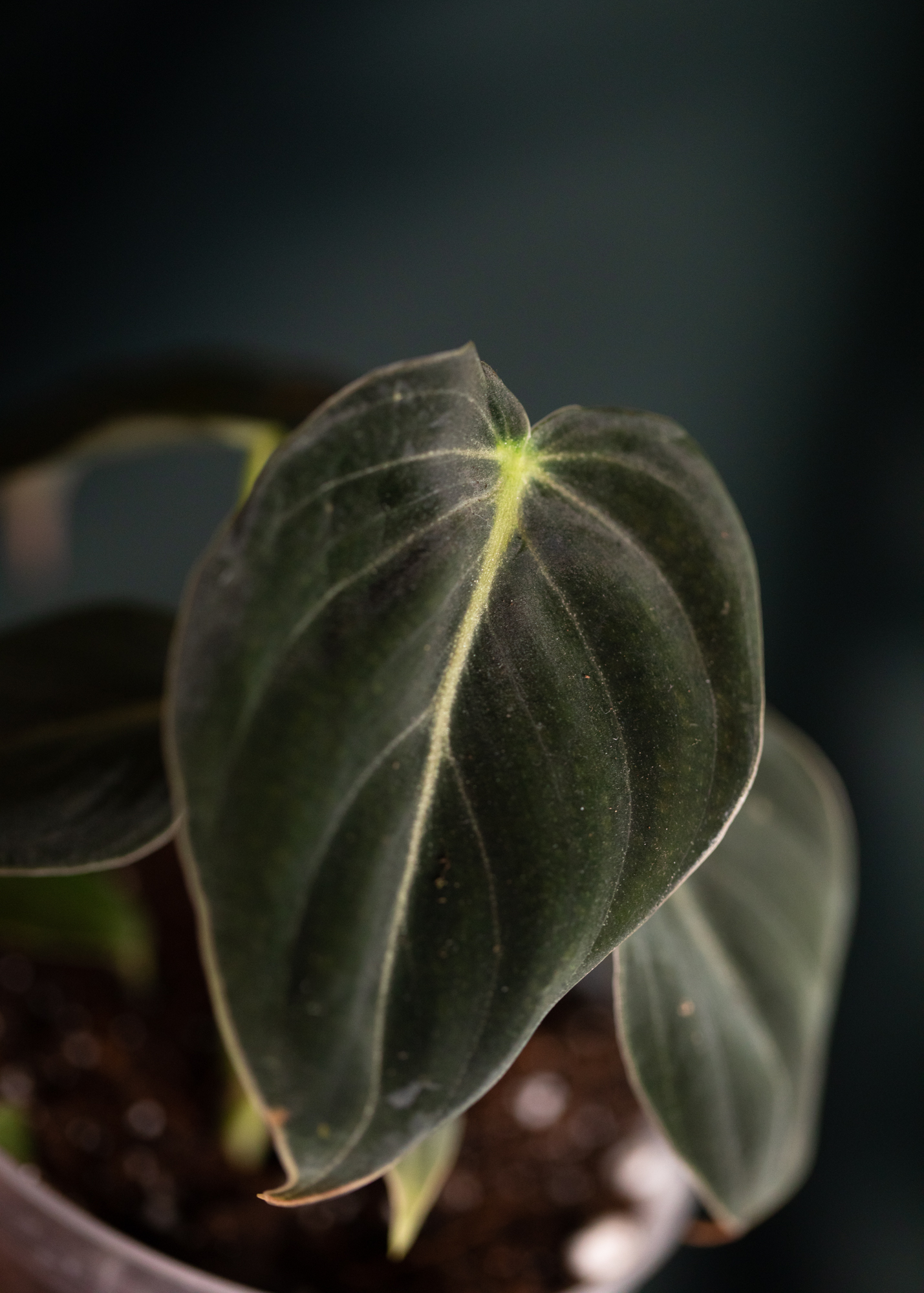 Philodendron Melanochrysum 