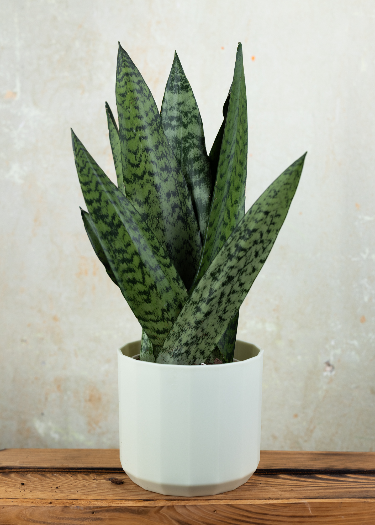 Sansevieria (Draceana) zeylanica fan 