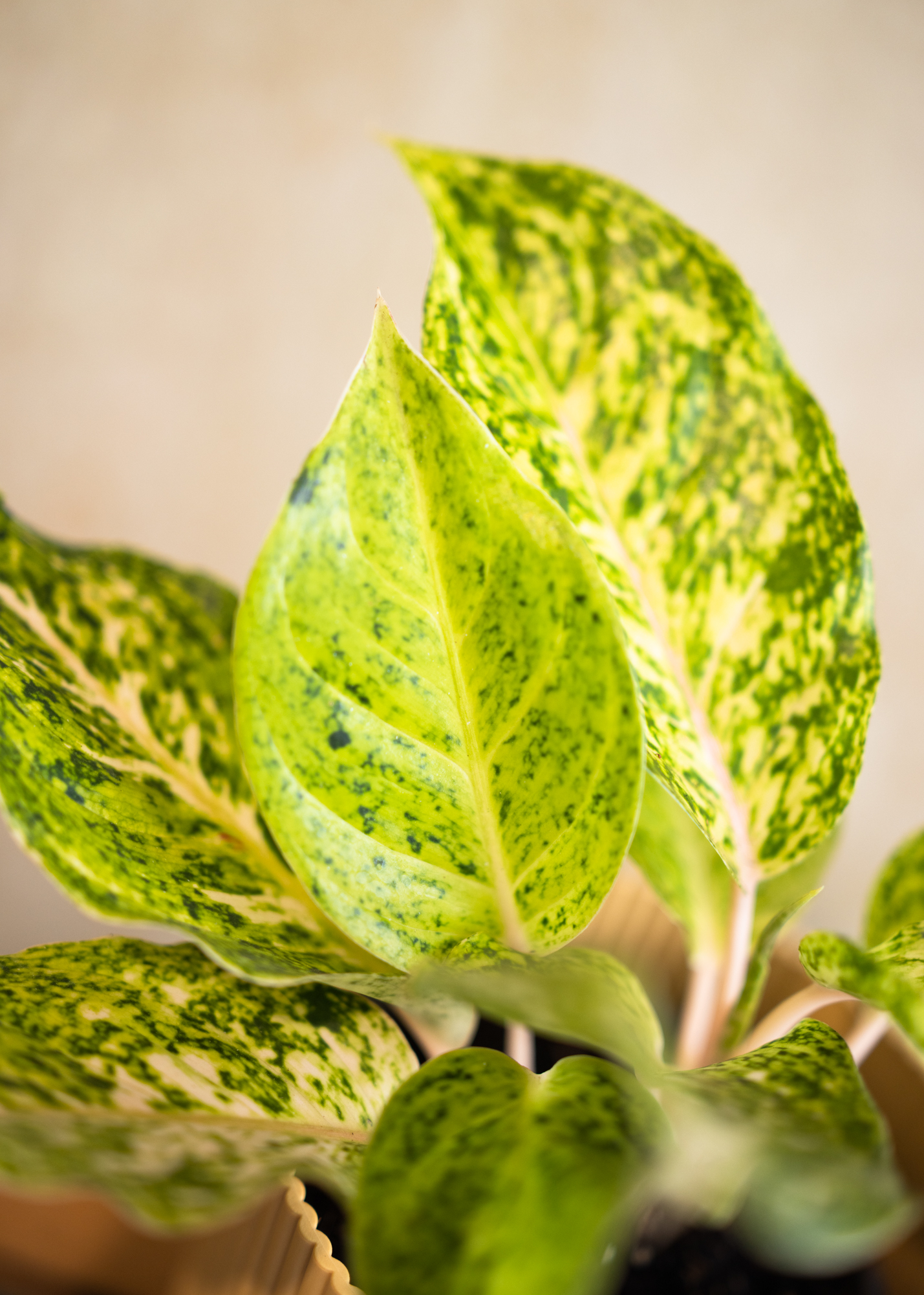 Aglaonema white laksap