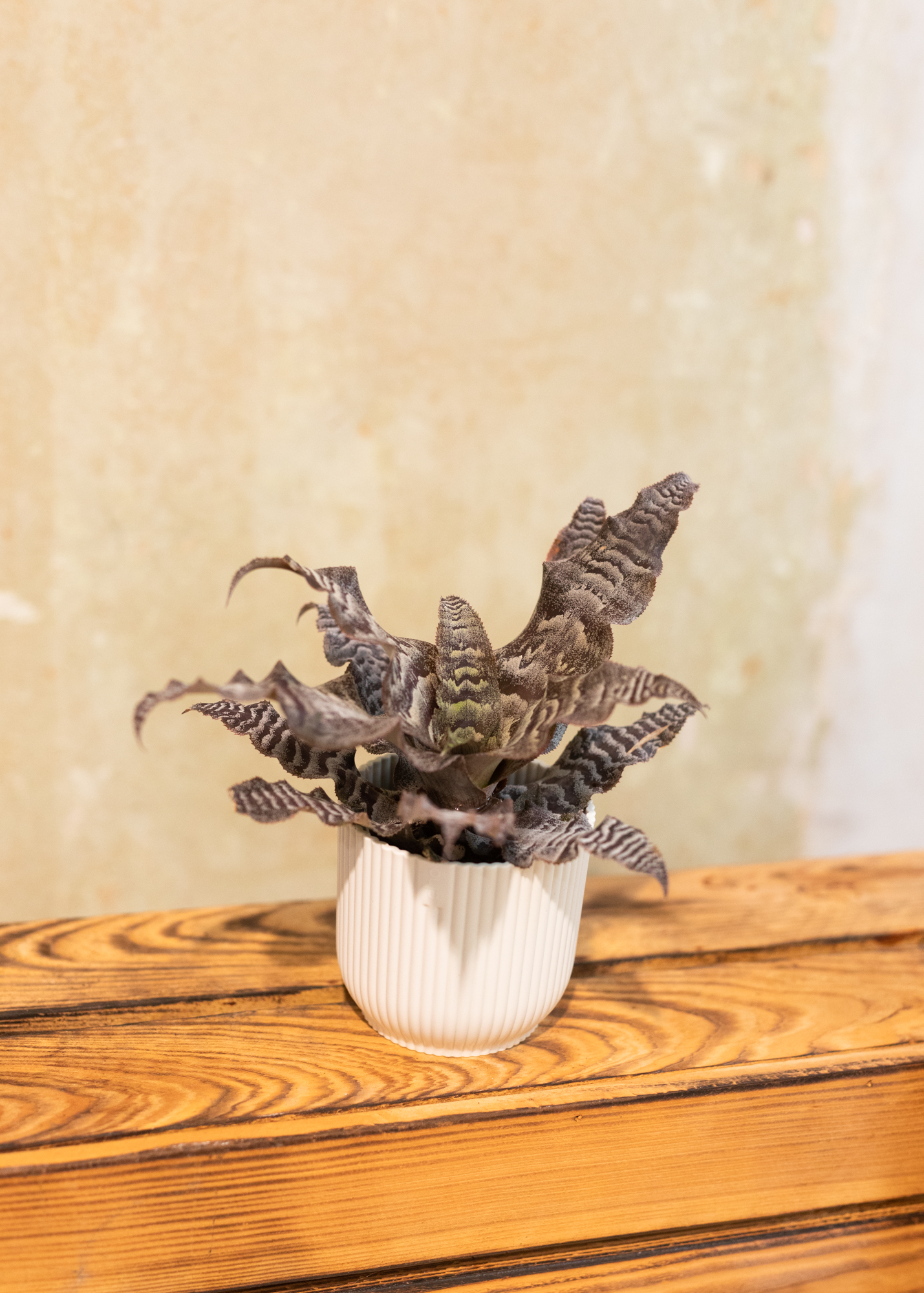 Cryptanthus zonatus
