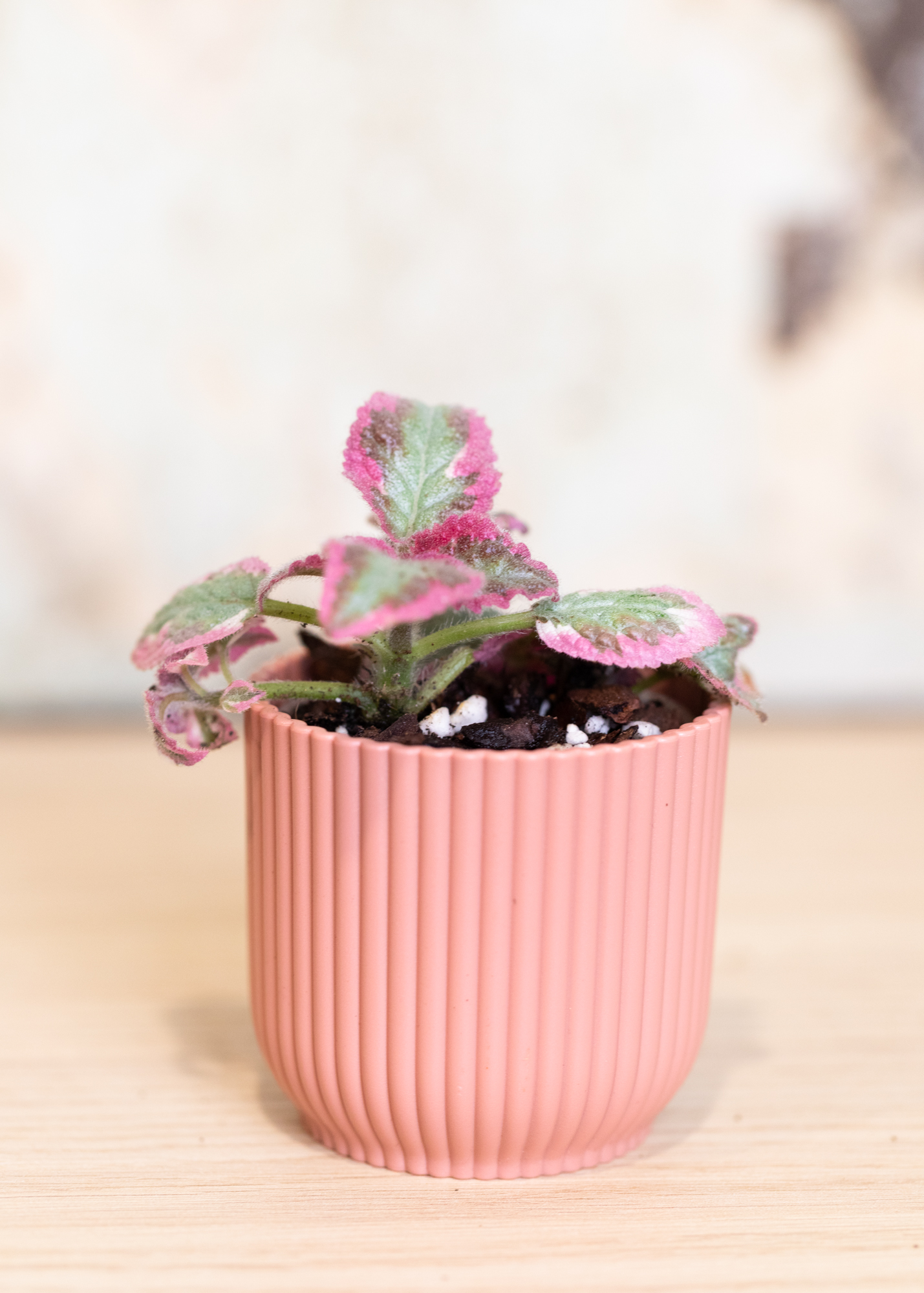 Episcia Cupreata Variegata Pink Shimmer Valley