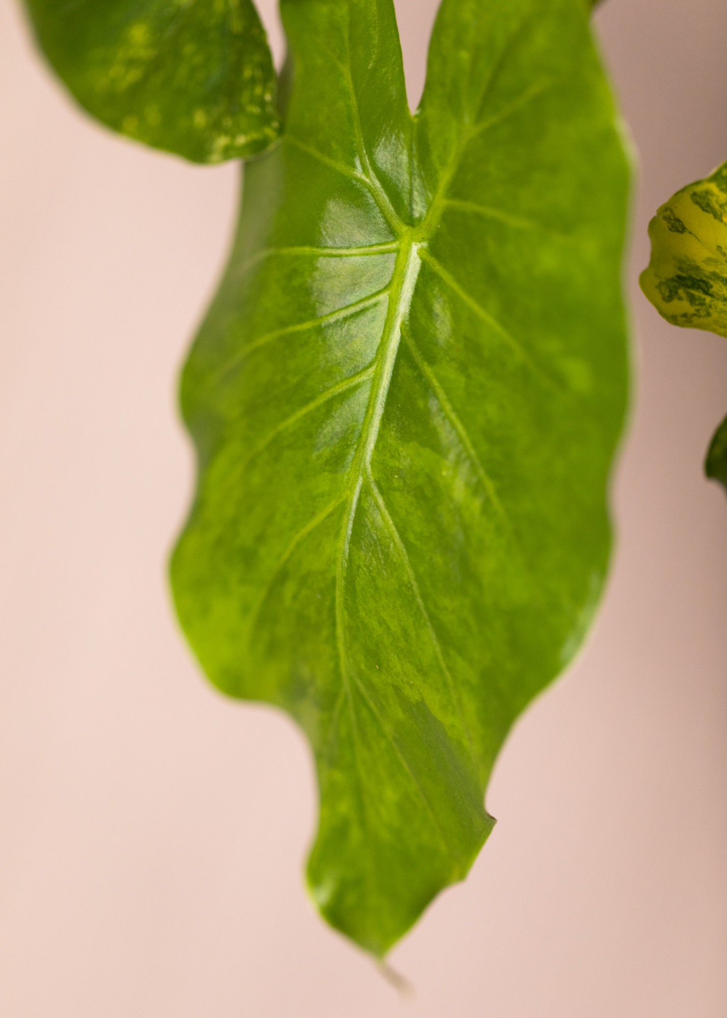 Alocasia Gageana Aurea Variegata 3