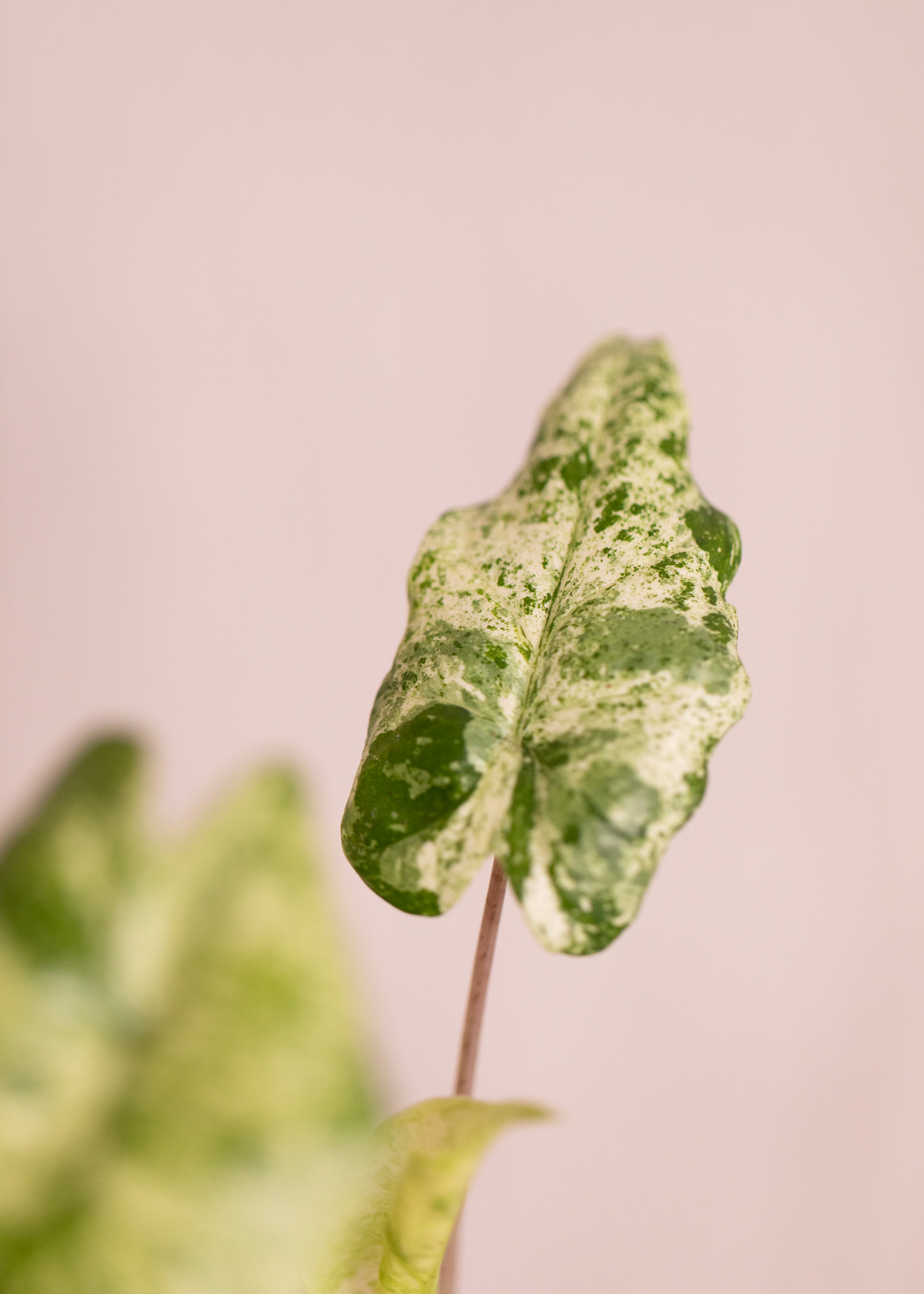 Alocasia Macrorrhiza Splash Variegata 5