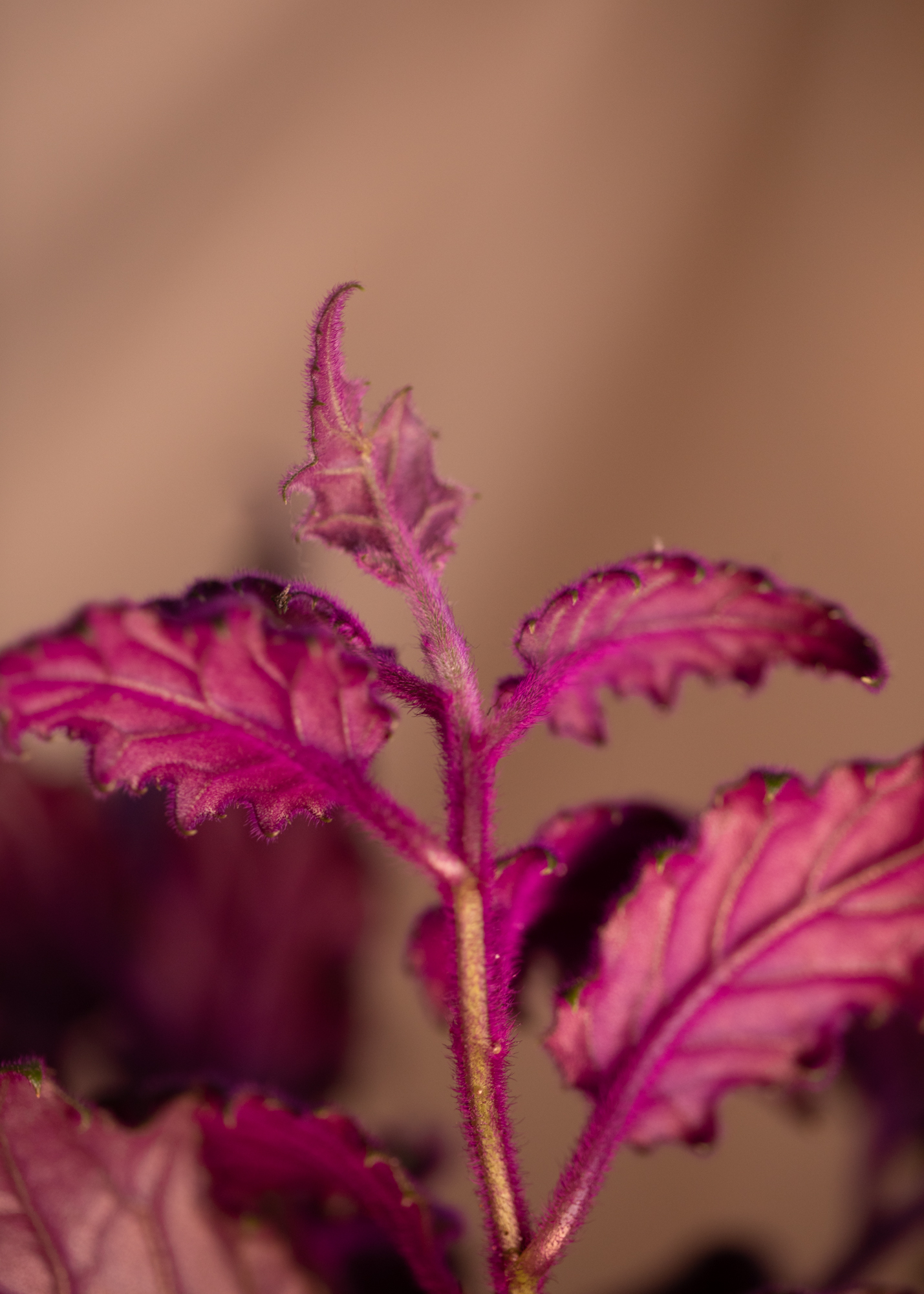 Gynura Aurantiaca Gynura Aurantiaca