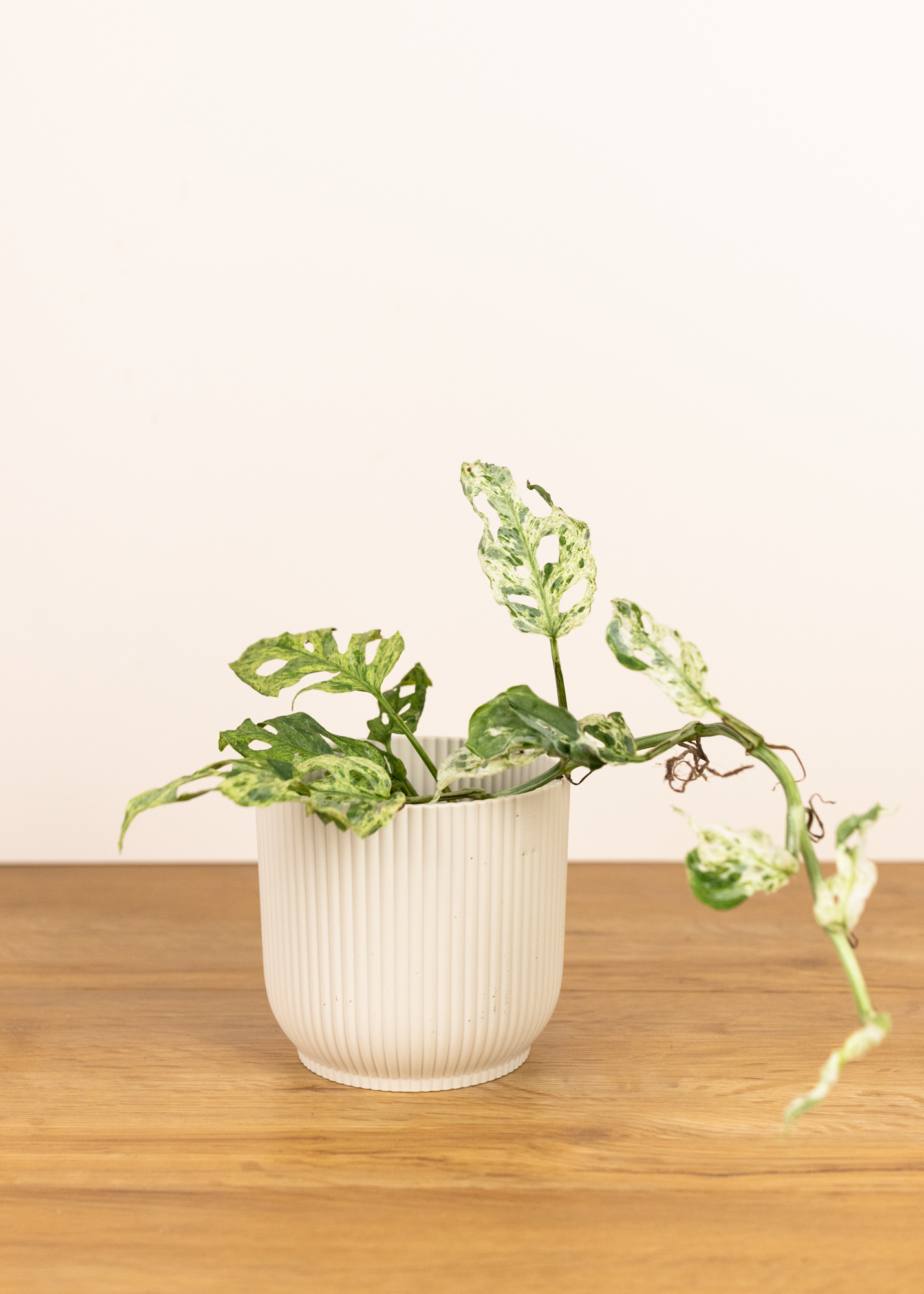 Monstera frozen freckles
