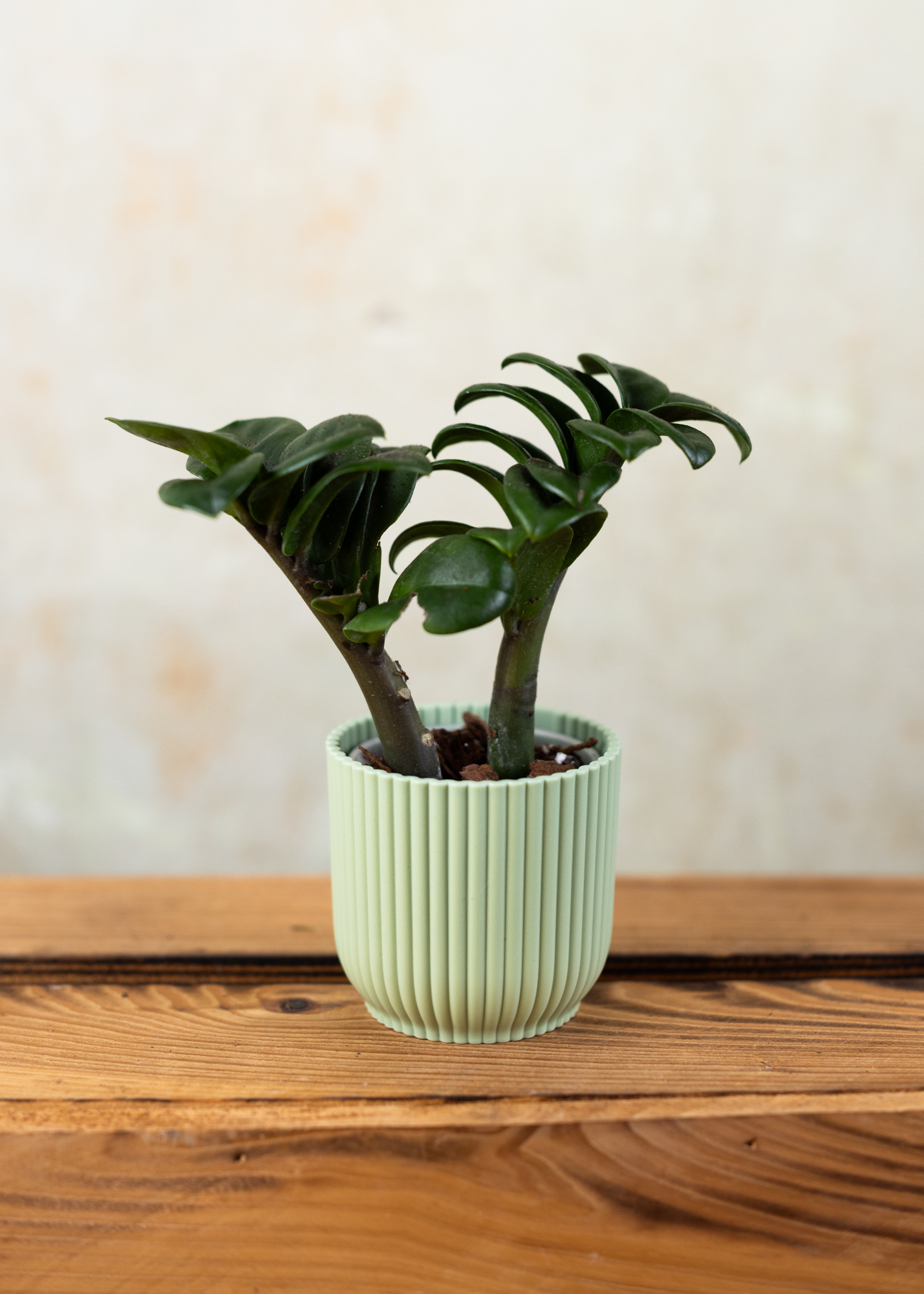 Zamioculcas zamiifolia zenzi