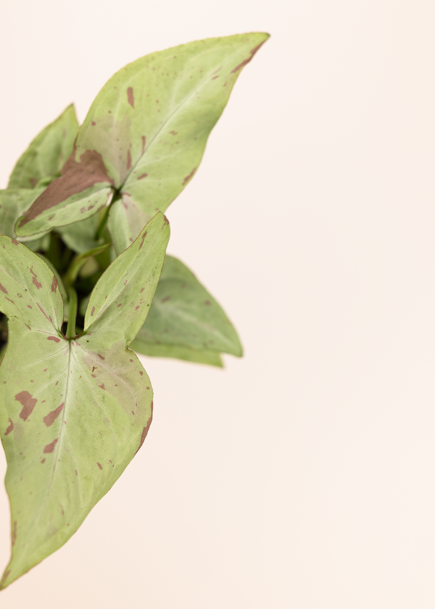 Syngonium strawberry milk 