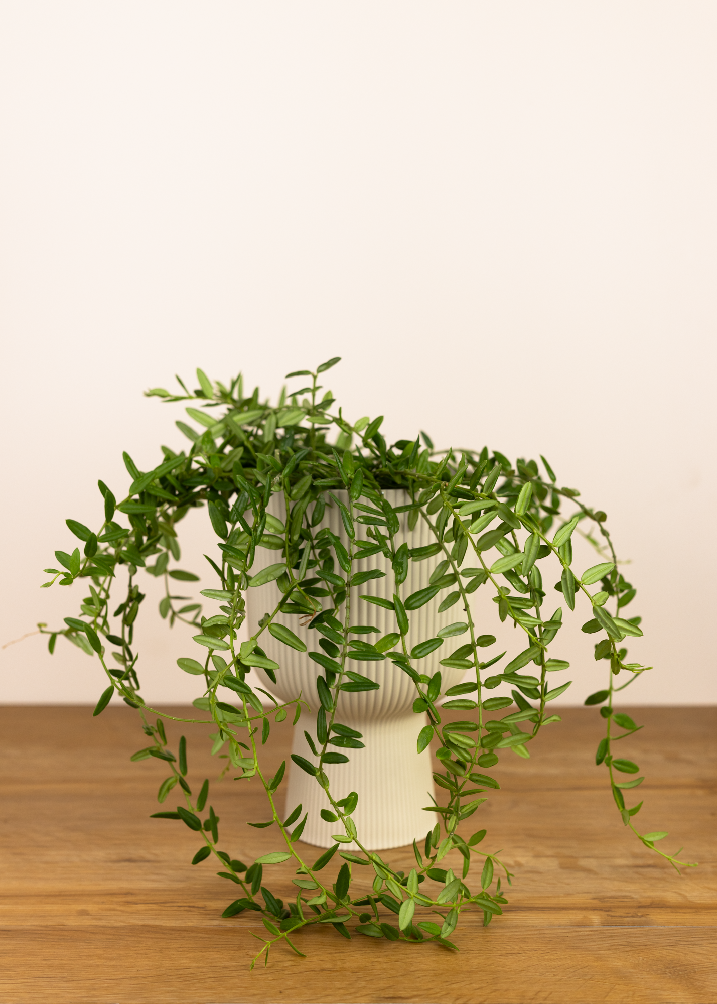 Hoya engleriana