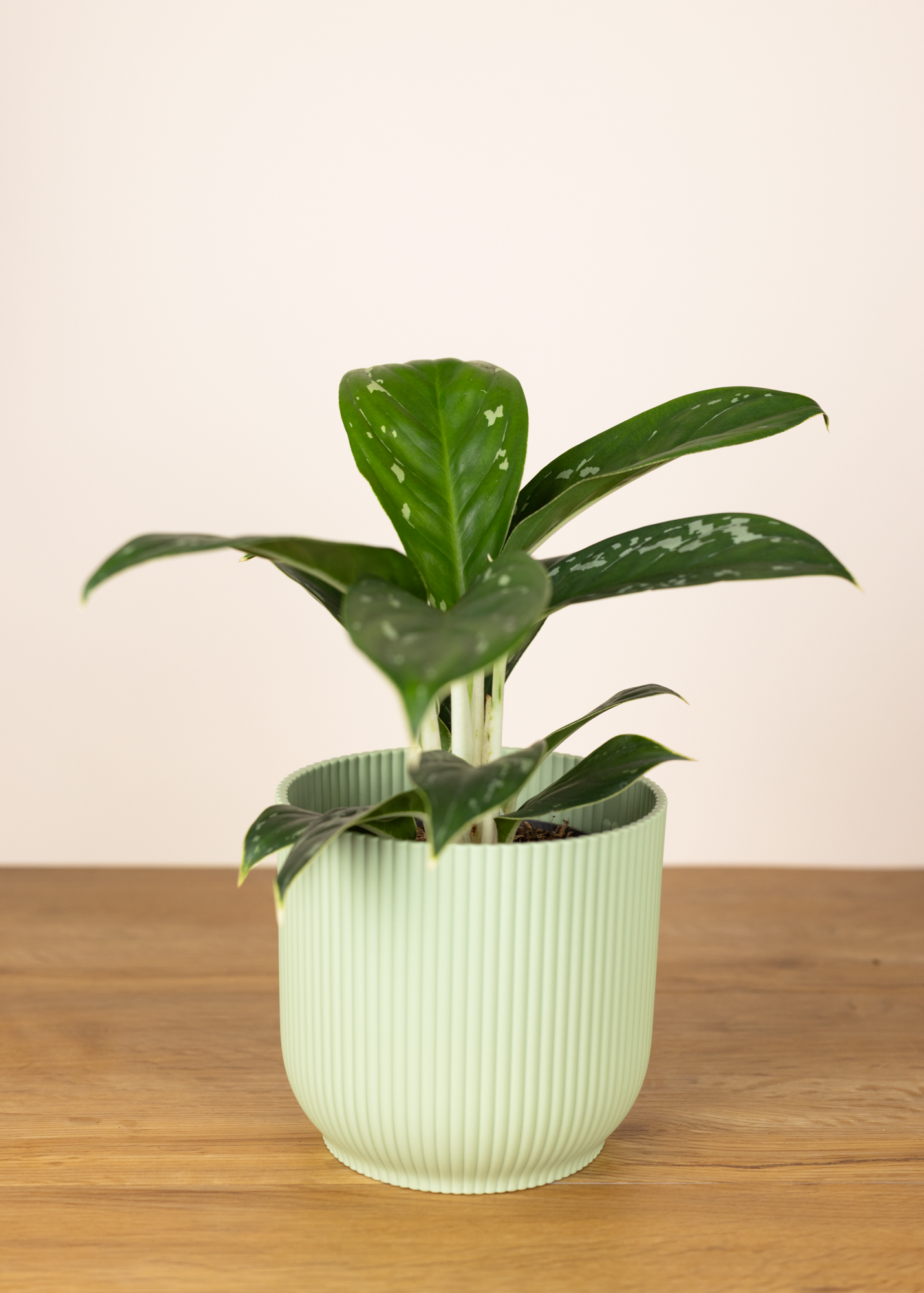 Aglaonema silver freckles