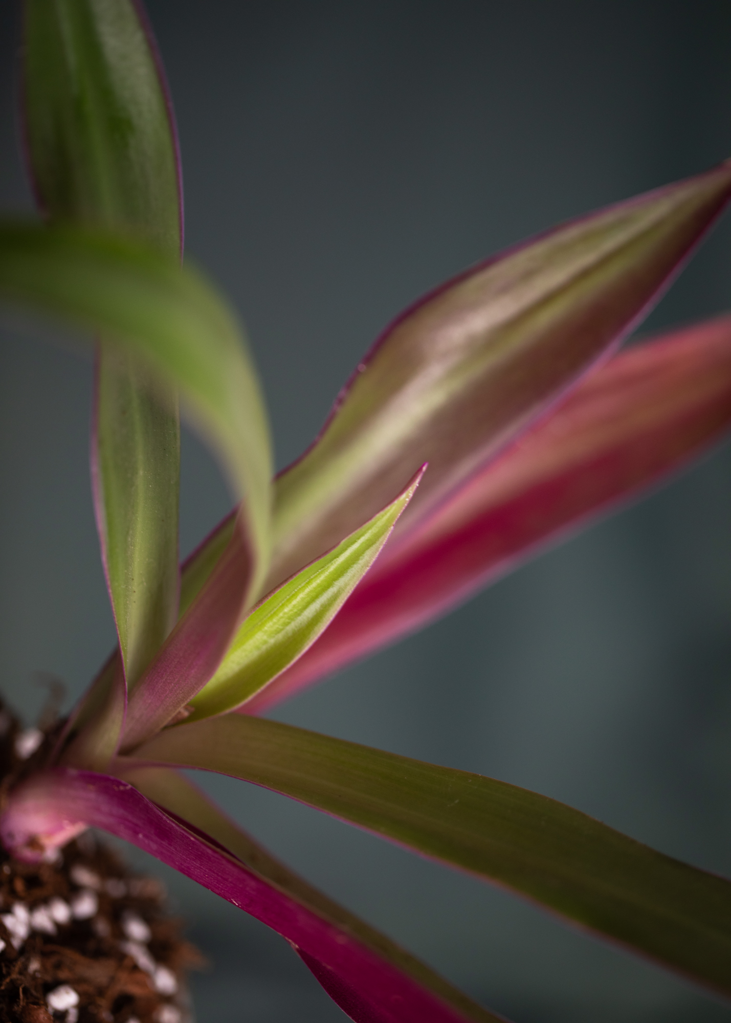 Tradescantia Spathacea Tradescantia Spathacea