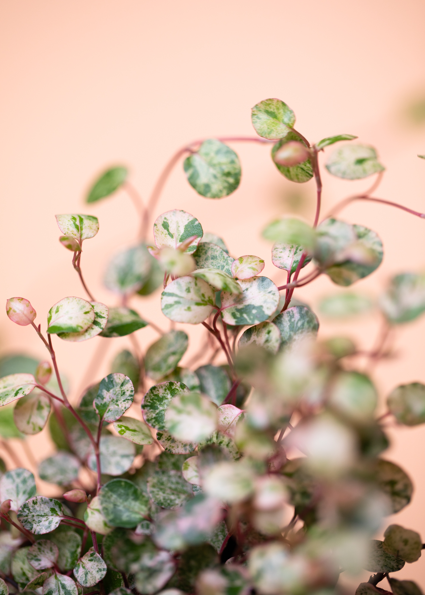 Mühlenbeckia Complexa Variegata