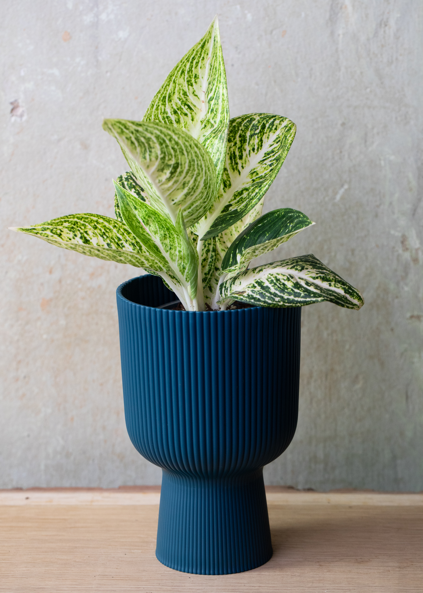 Aglaonema white legacy