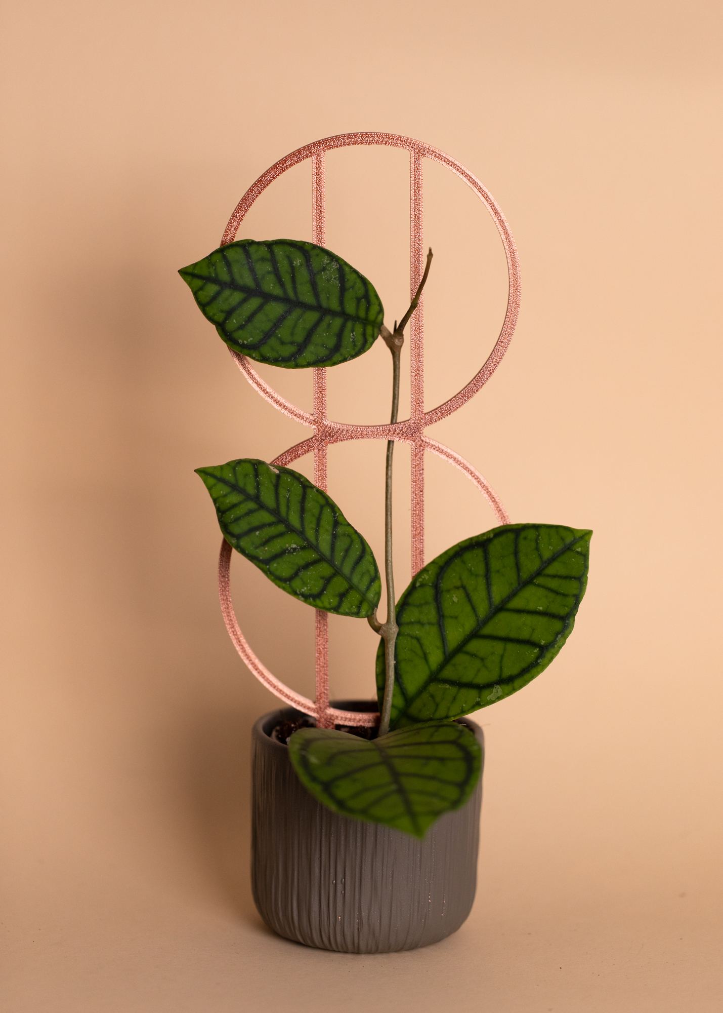 Planty Sphere Copper