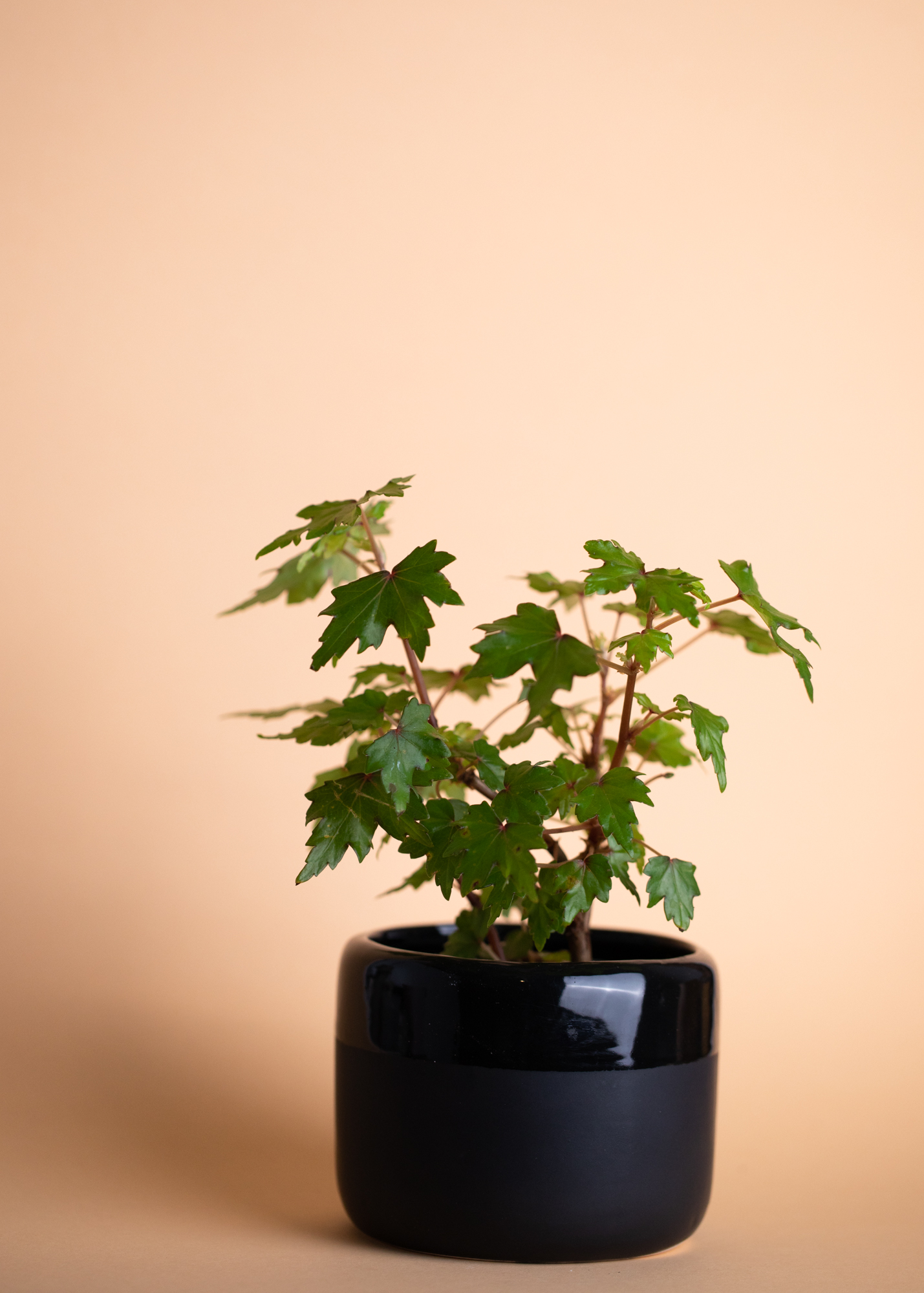 Begonia Dregei