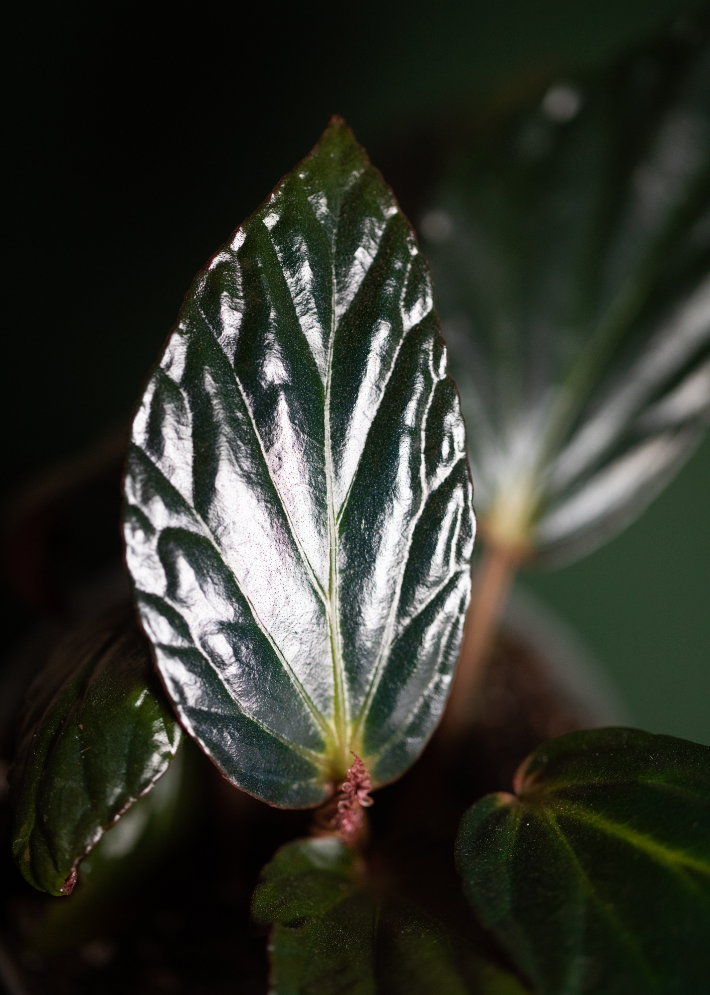 Begonia Hatacoa var rubrifolia 'U639'