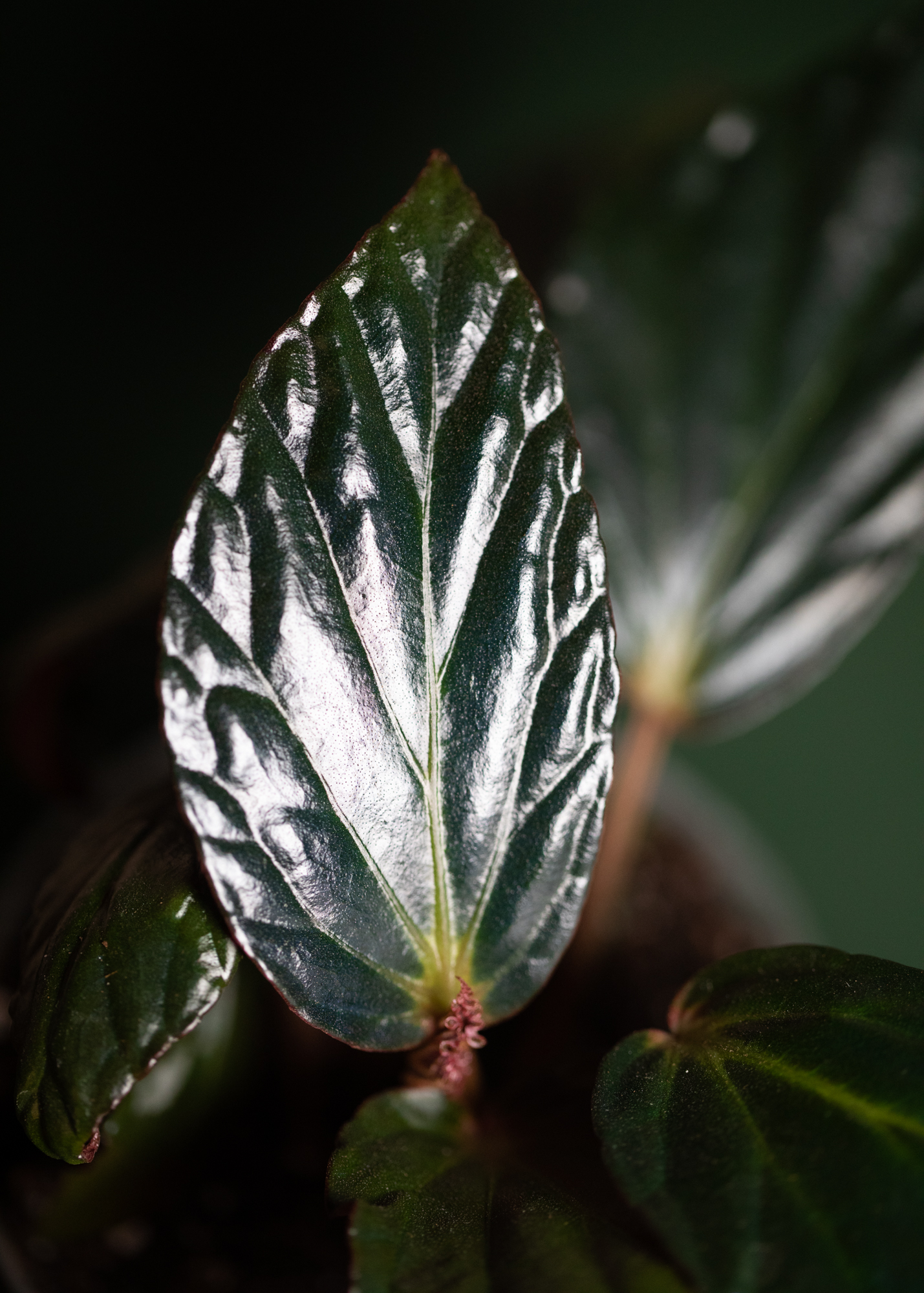 Begonia Hatacoa var rubrifolia 'U639' Begonia Hatacoa var rubrifolia 'U639'
