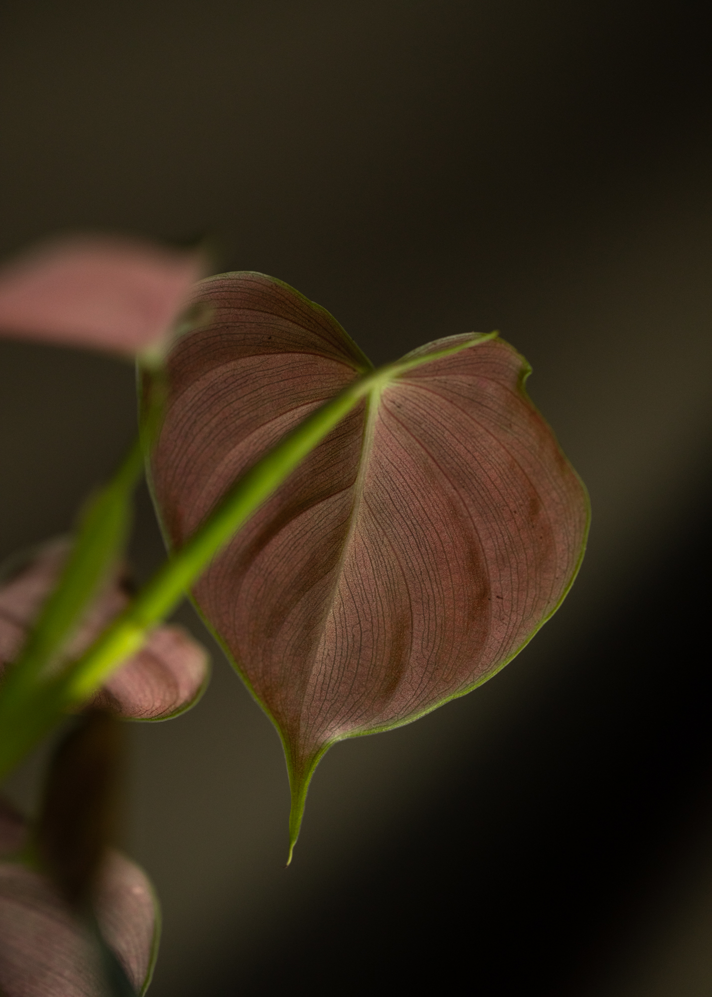 Philodendron Lupinum Philodendron Lupinum