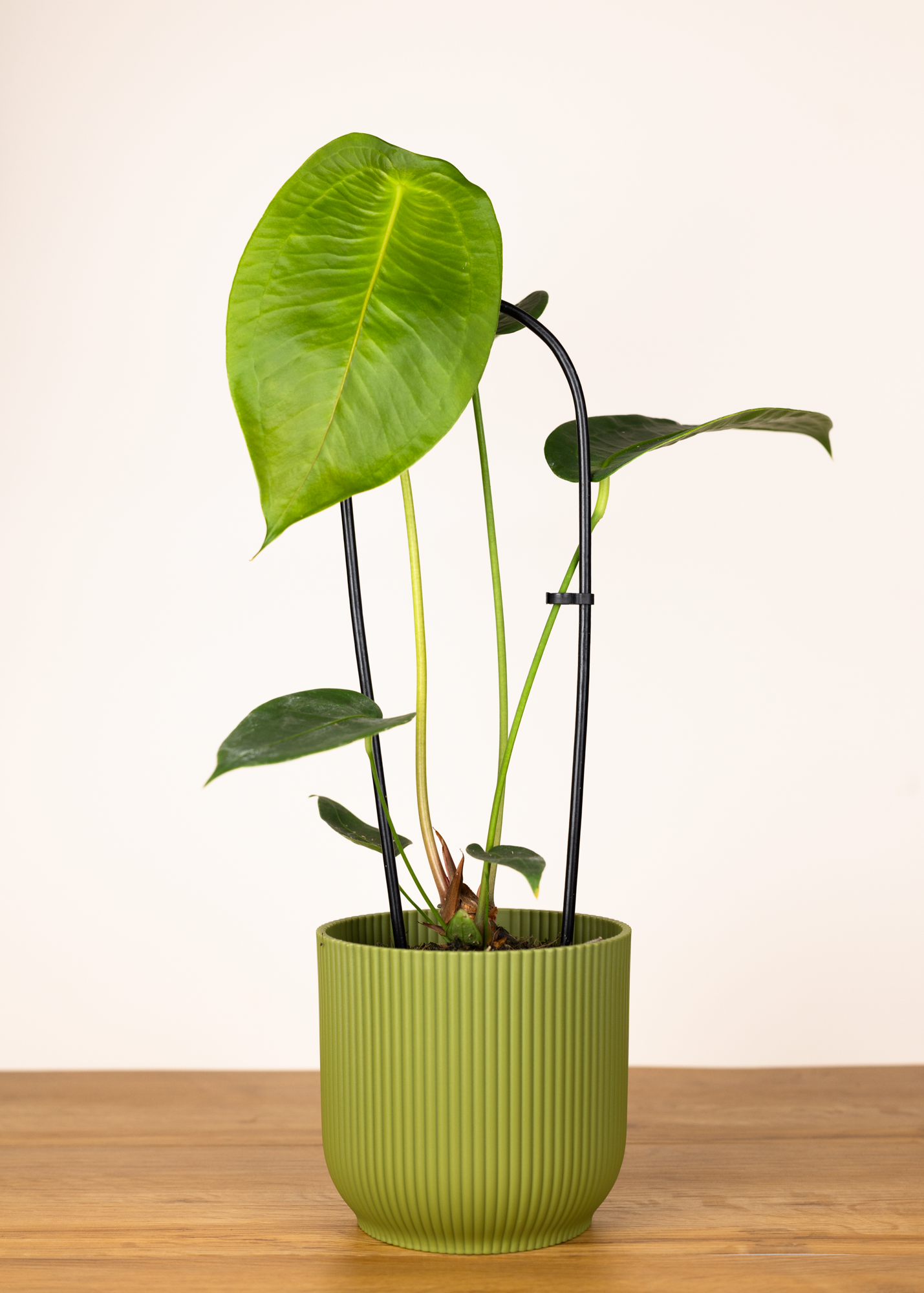 Anthurium peltigerum M