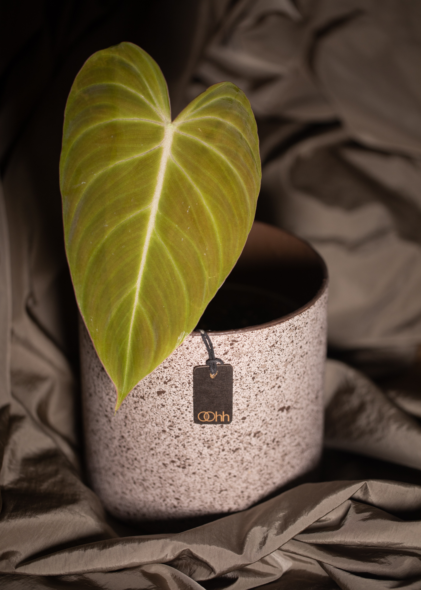 Philodendron Glorious Philodendron Glorious