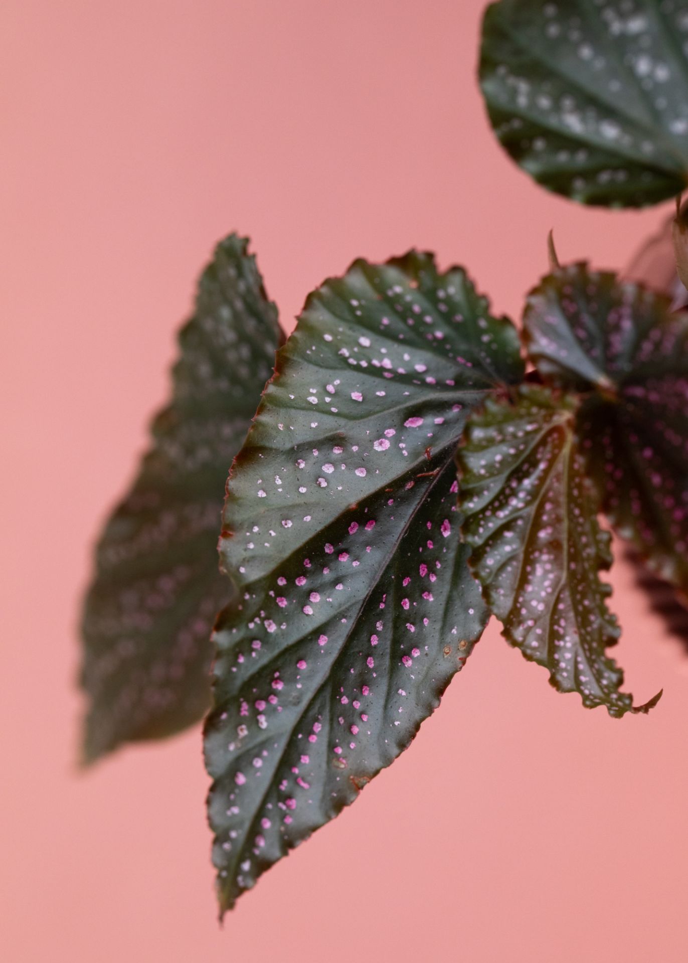 Begonia Benigo Pink: lively houseplant with delicate flowers