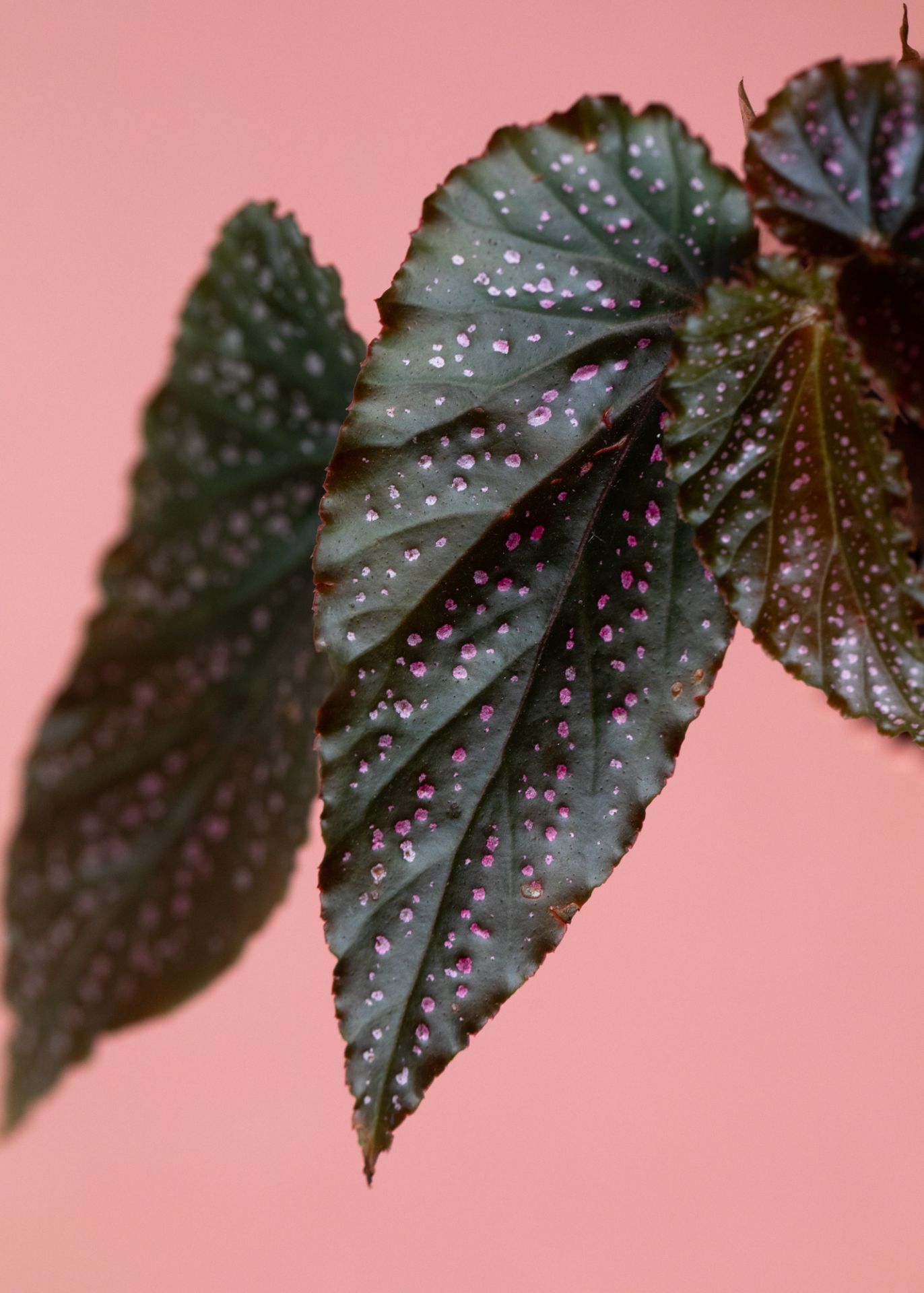 Begonia Benigo Pink: lively houseplant with delicate flowers