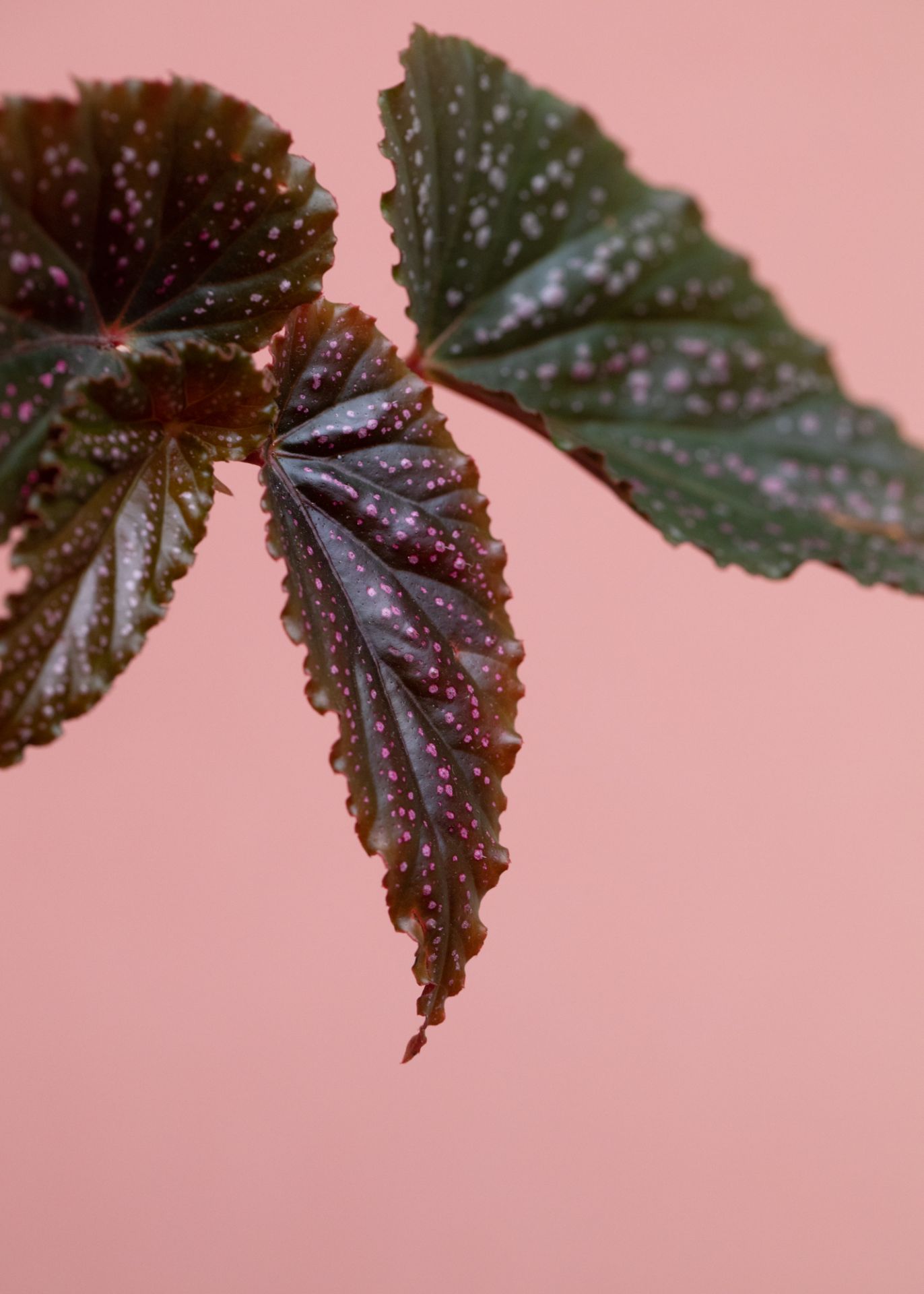 Begonia Benigo Pink: lively houseplant with delicate flowers